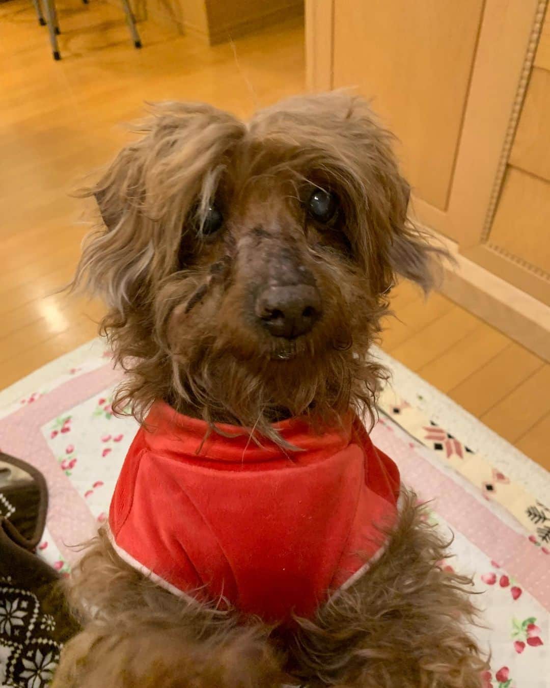 チックンとプーちゃんのふるさと? From Japan??のインスタグラム：「こんばんワン🐶🐾 暖かい陽気だったね〜🌱 #安曇野#トイプードル」