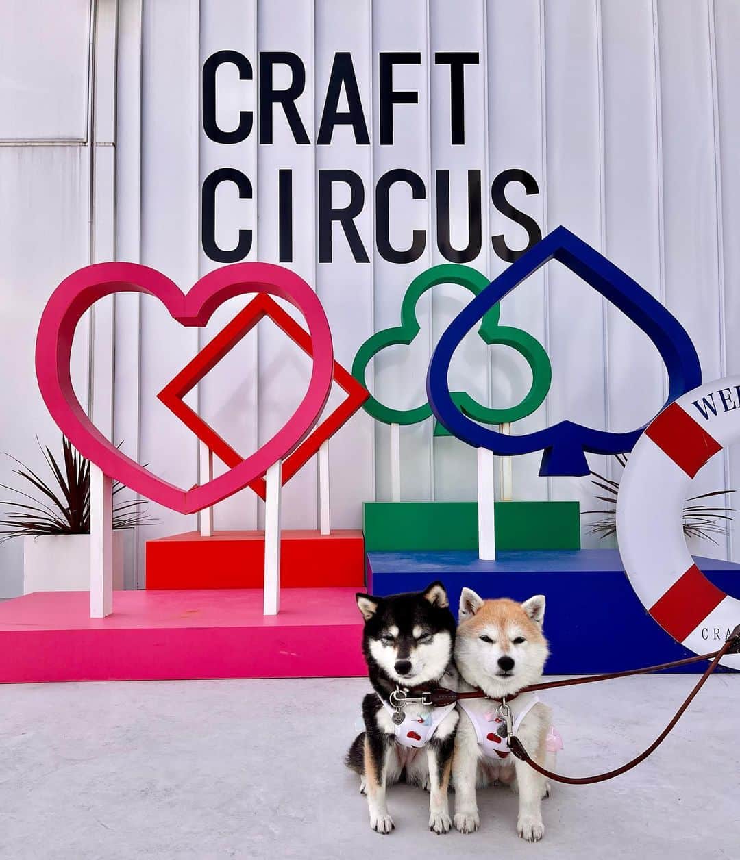 豆柴なつ&ふゆのグルメインスタ