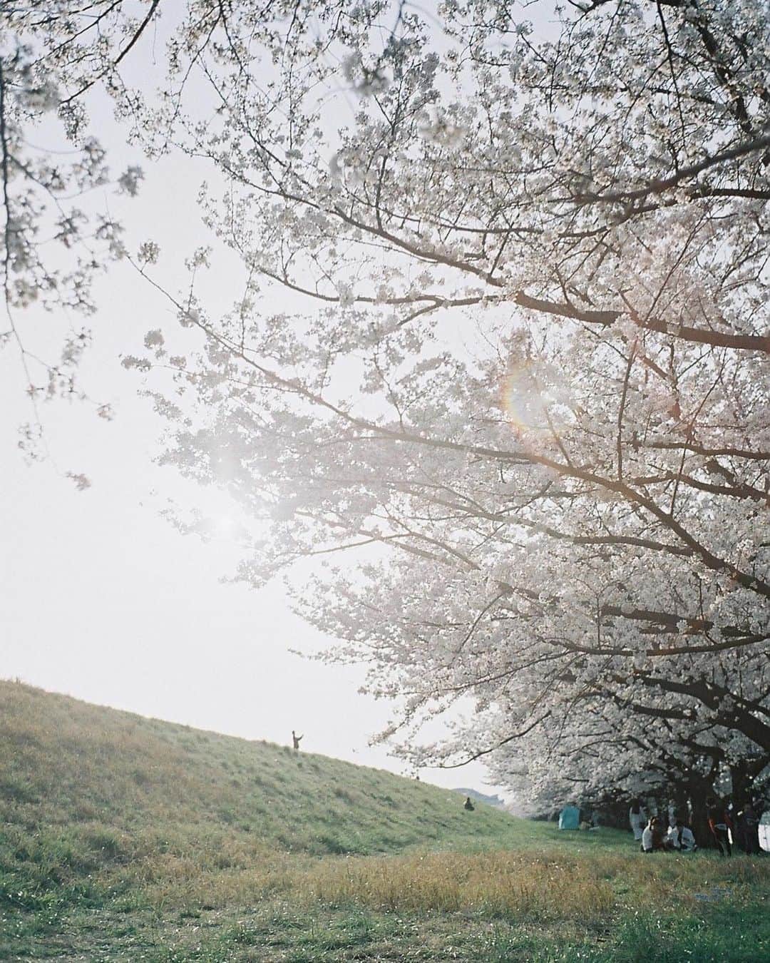 haru wagnusさんのインスタグラム写真 - (haru wagnusInstagram)「Sakura world ❀ ㅤㅤㅤㅤㅤㅤㅤㅤㅤㅤㅤㅤㅤ ㅤㅤㅤㅤㅤㅤㅤㅤㅤㅤㅤㅤㅤ もう今週末に桜が満開になるの…？！ え、早すぎる。お花見せな。 ㅤㅤㅤㅤㅤㅤㅤㅤㅤㅤㅤㅤㅤ ㅤㅤㅤㅤㅤㅤㅤㅤㅤㅤㅤㅤㅤ #filmpgotography #桜 #桜好きな人と繋がりたい #桜ポートレート #cherryblossom #cherryblossoms #japanesegirl #japantravelphoto #桜が満開」3月16日 20時11分 - wagnus