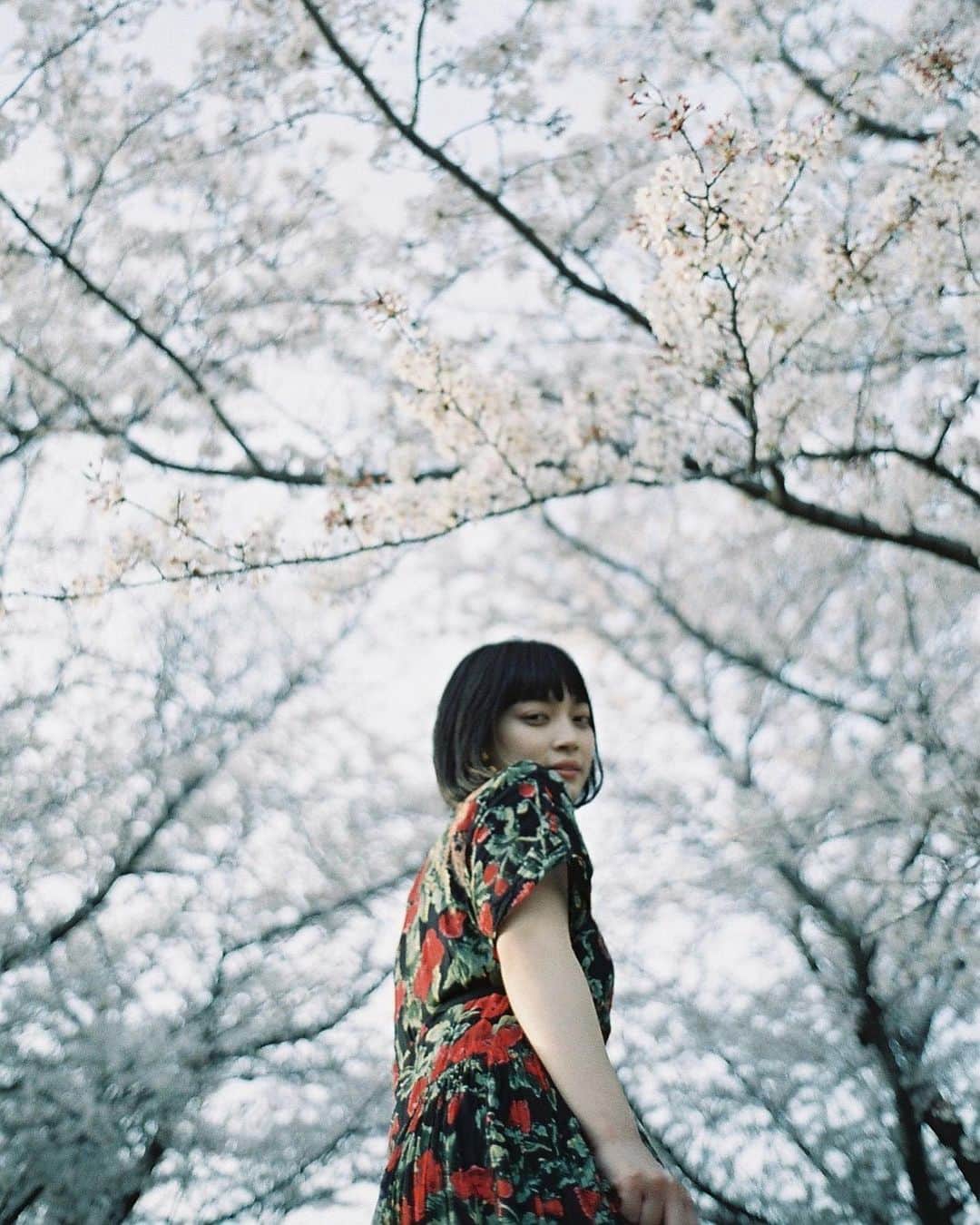 haru wagnusのインスタグラム：「Sakura world ❀ ㅤㅤㅤㅤㅤㅤㅤㅤㅤㅤㅤㅤㅤ ㅤㅤㅤㅤㅤㅤㅤㅤㅤㅤㅤㅤㅤ もう今週末に桜が満開になるの…？！ え、早すぎる。お花見せな。 ㅤㅤㅤㅤㅤㅤㅤㅤㅤㅤㅤㅤㅤ ㅤㅤㅤㅤㅤㅤㅤㅤㅤㅤㅤㅤㅤ #filmpgotography #桜 #桜好きな人と繋がりたい #桜ポートレート #cherryblossom #cherryblossoms #japanesegirl #japantravelphoto #桜が満開」