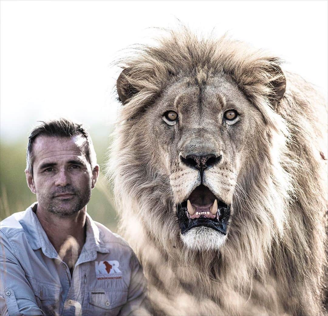 Kevin Richardson LionWhisperer さんのインスタグラム写真 - (Kevin Richardson LionWhisperer Instagram)「Happy 14th birthday Vayetse! 🎂🎉🥳🎈🎊. There’s been a few health scares of late but I’m happy to report, nothing sinister has been found so far. Perhaps we’re just getting old!  I thoroughly enjoyed the 2 hour walk we did today and I know you did too! You’re a special, well liked lion, with many adoring followers. We hope to be part of your life for many more years to come! 🤗 ❤️  #vayetse #lionlove #interspeciesfriendship #interspeciescommunication」3月16日 20時28分 - lionwhisperersa