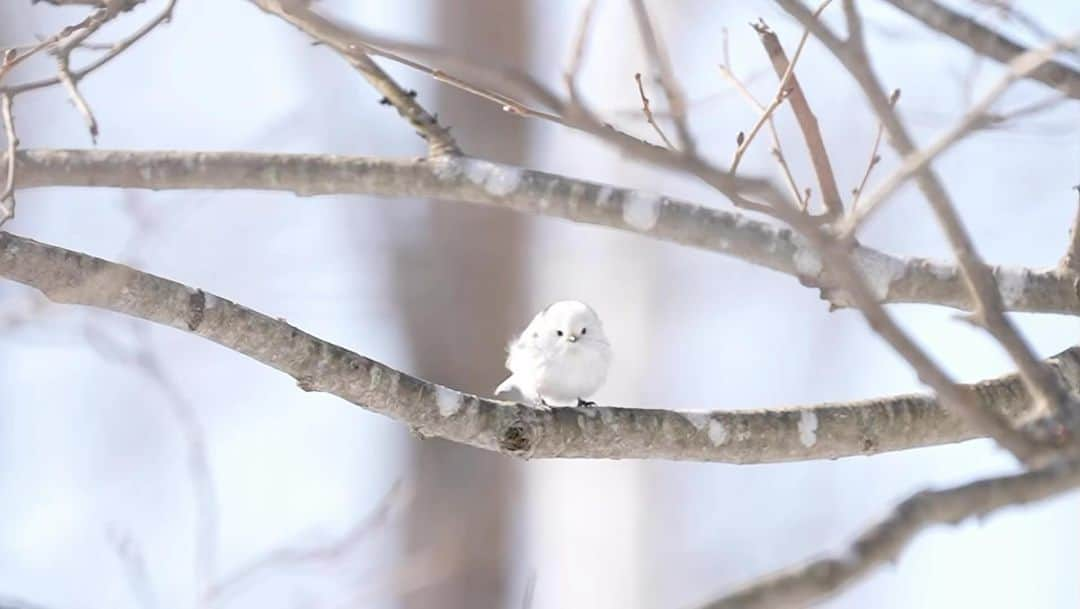 天才！志村どうぶつ園のインスタグラム