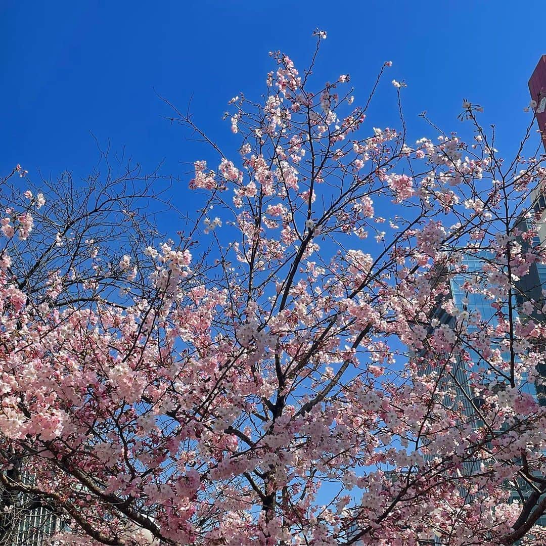 高月彩良のインスタグラム：「本日も、「#ルーザーヴィル」 2公演ありがとうございました。  新橋演舞場の近くに、桜が咲いていて 思わず立ち止まりカメラを構えました。  いやあ、春ですね🌸  今日も舞台に立てた事を幸せに思います。 明日からも宜しくお願い致します🎸」