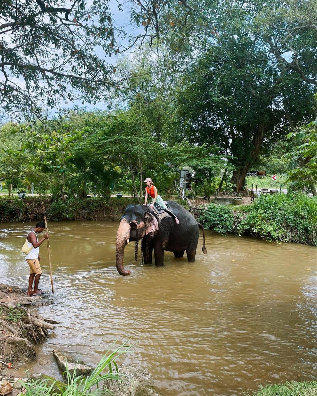 内田美麗（麗奈ゆう）さんのインスタグラム写真 - (内田美麗（麗奈ゆう）Instagram)「シギリヤロックを登った後は象に乗ったよ🦣  象のお名前はシータ🦣 とっても可愛いかった❣️❣️  森の中を少しだけお散歩するのだけど、木に直撃笑 そんなのお構いなしにシータは突き進みます🤞🦣  最後は池で水浴び！！  周りに水掛けるかと思いきや 私を狙って水ぶっ掛けてきてくれました笑  びしょ濡れのままホテルに戻りました笑  全身濡れたし、池の水も茶色だったけどメ◯ン川やガン◯ス川の成分は入ってないであろうから問題無し🤞なんでも挑戦🤞🇱🇰✨✨✨  自然に沢山触れて本当に最高だった！！！  #スリランカ#srilanka#一人旅#一人旅女子 #一人旅行#海外旅行#海外一人#シギリヤ#sigiriya #sigiriyarock #spa##आयुर्वेद#ශ්රීලංකාව #シギリヤロック#sigiriyarock #සීගිරිපර්වතය#elephant」3月16日 20時54分 - miretan29