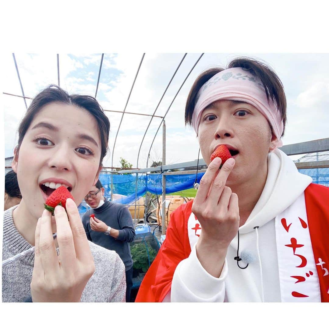 武田伊央さんのインスタグラム写真 - (武田伊央Instagram)「眺めてうっとり、かじって甘い🍓 佐賀県のブランドいちご「いちごさん」をご紹介✨  香りが華やかで、甘味と酸味のバランスがいいいちごさんは、全国にもファンが多いんです☺️✨ 下手の方から食べ進めると甘みが徐々に増して、とってもおいしかったです🥺  そして、生産者の森さん一家が 手作りの可愛いいちごさん帽子をかぶって 盛り上げてくれました😙🍓  いちごさんもお孫さんもとにかく可愛くて 心が満たされる時間でした🐣🌸  いちごさんは福岡市内のマックスバリュや、通販で販売中です🍓  #いちごさん#いちご#🍓#いちご好き#いちごさんレシピ #タダイマ#たける さん#武田伊央」3月16日 20時59分 - iotakeda_rkb