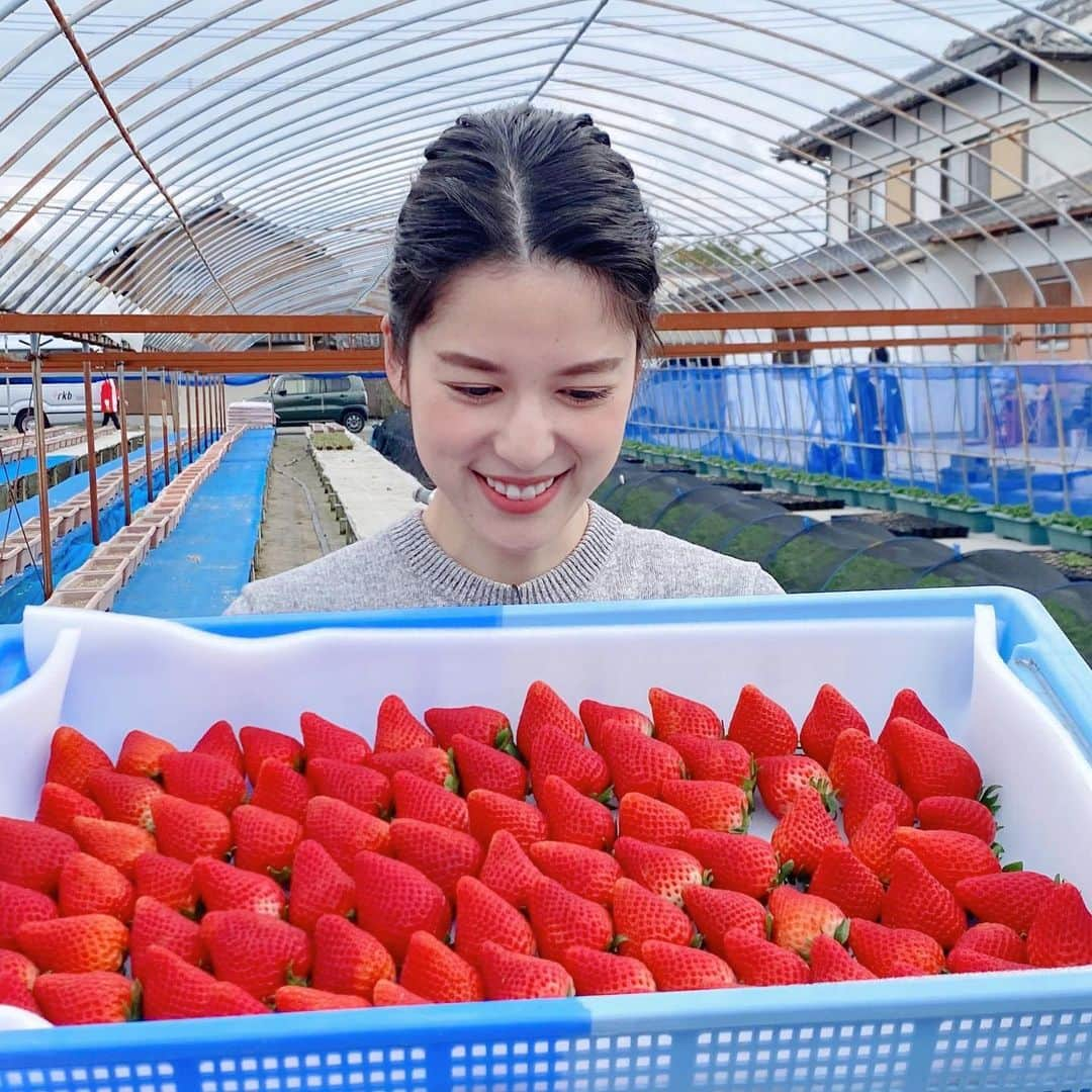 武田伊央さんのインスタグラム写真 - (武田伊央Instagram)「眺めてうっとり、かじって甘い🍓 佐賀県のブランドいちご「いちごさん」をご紹介✨  香りが華やかで、甘味と酸味のバランスがいいいちごさんは、全国にもファンが多いんです☺️✨ 下手の方から食べ進めると甘みが徐々に増して、とってもおいしかったです🥺  そして、生産者の森さん一家が 手作りの可愛いいちごさん帽子をかぶって 盛り上げてくれました😙🍓  いちごさんもお孫さんもとにかく可愛くて 心が満たされる時間でした🐣🌸  いちごさんは福岡市内のマックスバリュや、通販で販売中です🍓  #いちごさん#いちご#🍓#いちご好き#いちごさんレシピ #タダイマ#たける さん#武田伊央」3月16日 20時59分 - iotakeda_rkb