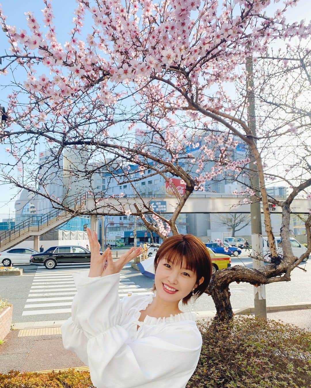 内村麻美さんのインスタグラム写真 - (内村麻美Instagram)「. KBCの公開空地に開花した アーモンドの花が、とても綺麗です🌸 . #アーモンドの花 #ソメイヨシノよりひと回り大きい花 #実はバラ科 #福岡の桜もあと少しだね #🌸🌸🌸」3月16日 21時14分 - asami___05