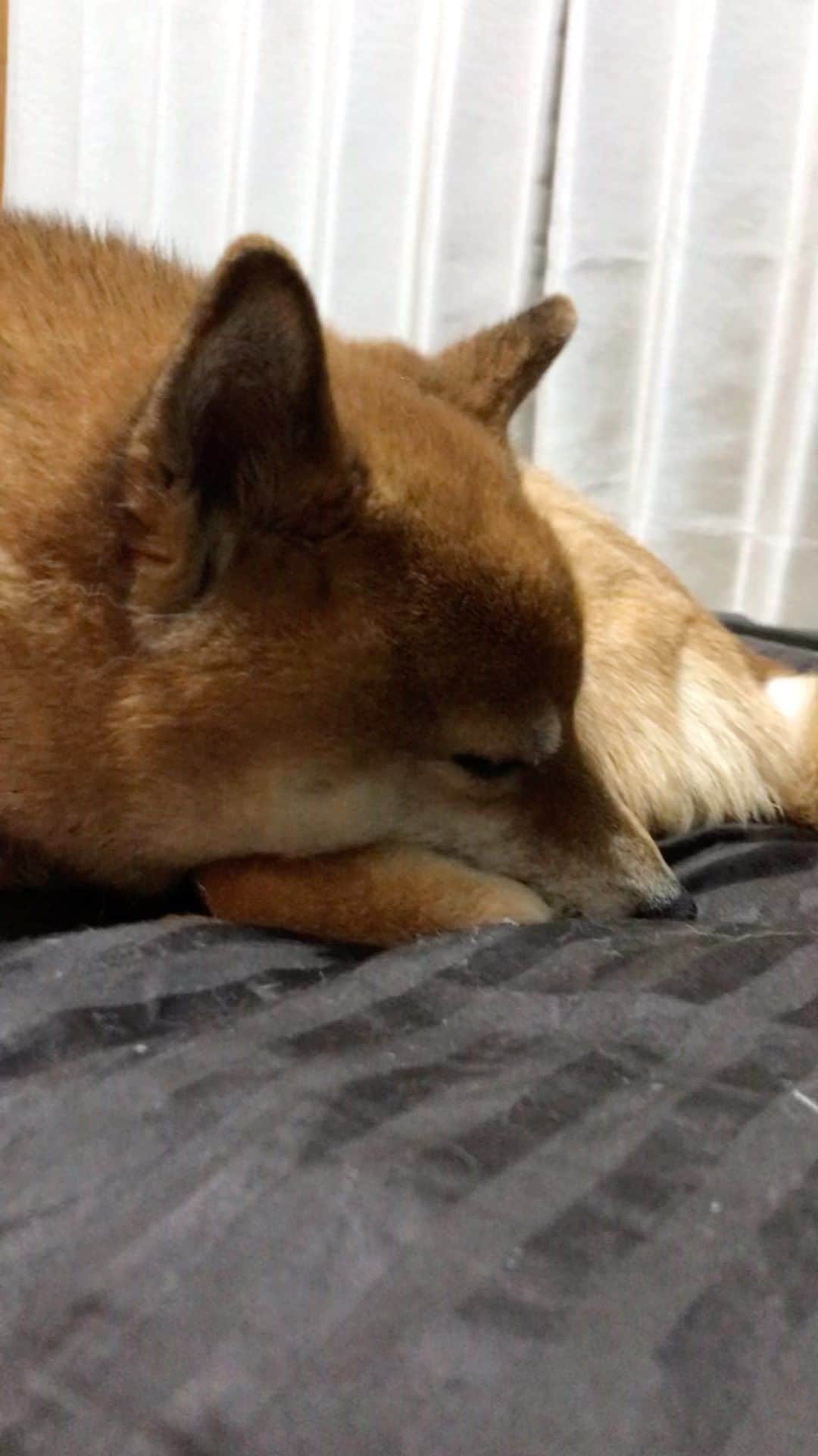 柴犬はなこ Shibainu Hanakoのインスタグラム：「いびき…😪  はなっぺ、また突然前脚を痛がり始め首輪もかけられなくなってしまいました。原因がわからないしガクガクブルブル止まらない。。 明日、有給取ってて良かった😞 #shiba #dog #shibainu #犬 #柴犬」