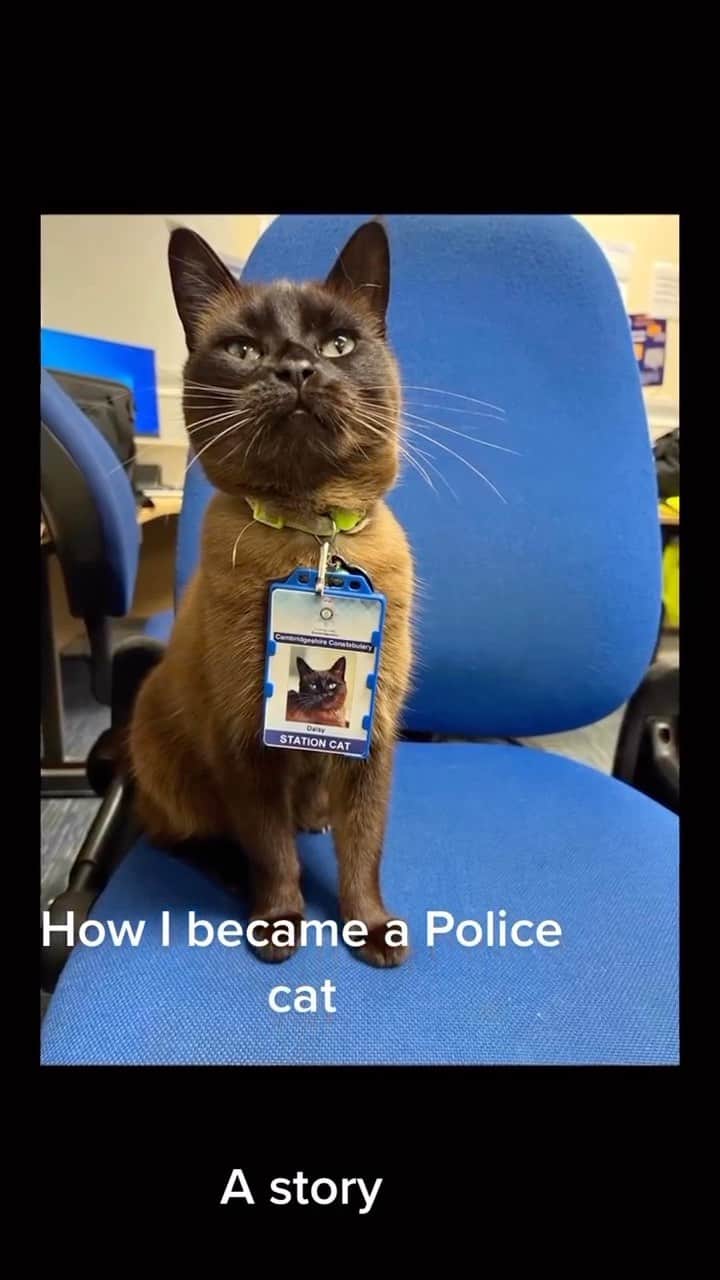 のインスタグラム：「The police cat who’s job is to help the police station employees a stress relief for loving him 😹🥺🥰💗😽  Credit: awesome pc_daisy (TikTok) Check them out ☺️  ** For all crediting issues and removals pls 𝐄𝐦𝐚𝐢𝐥 𝐮𝐬 ☺️  𝐍𝐨𝐭𝐞: we don’t own this video/pics, all rights go to their respective owners. If owner is not provided, tagged (meaning we couldn’t find who is the owner), 𝐩𝐥𝐬 𝐄𝐦𝐚𝐢𝐥 𝐮𝐬 with 𝐬𝐮𝐛𝐣𝐞𝐜𝐭 “𝐂𝐫𝐞𝐝𝐢𝐭 𝐈𝐬𝐬𝐮𝐞𝐬” and 𝐨𝐰𝐧𝐞𝐫 𝐰𝐢𝐥𝐥 𝐛𝐞 𝐭𝐚𝐠𝐠𝐞𝐝 𝐬𝐡𝐨𝐫𝐭𝐥𝐲 𝐚𝐟𝐭𝐞𝐫.  We have been building this community for over 6 years, but 𝐞𝐯𝐞𝐫𝐲 𝐫𝐞𝐩𝐨𝐫𝐭 𝐜𝐨𝐮𝐥𝐝 𝐠𝐞𝐭 𝐨𝐮𝐫 𝐩𝐚𝐠𝐞 𝐝𝐞𝐥𝐞𝐭𝐞𝐝, pls email us first. **  #sleepingkitty #instakitties #kittycuddles  #catladylife #catsareawesome  #catsareawesome #catsarelife #kittenlovers」