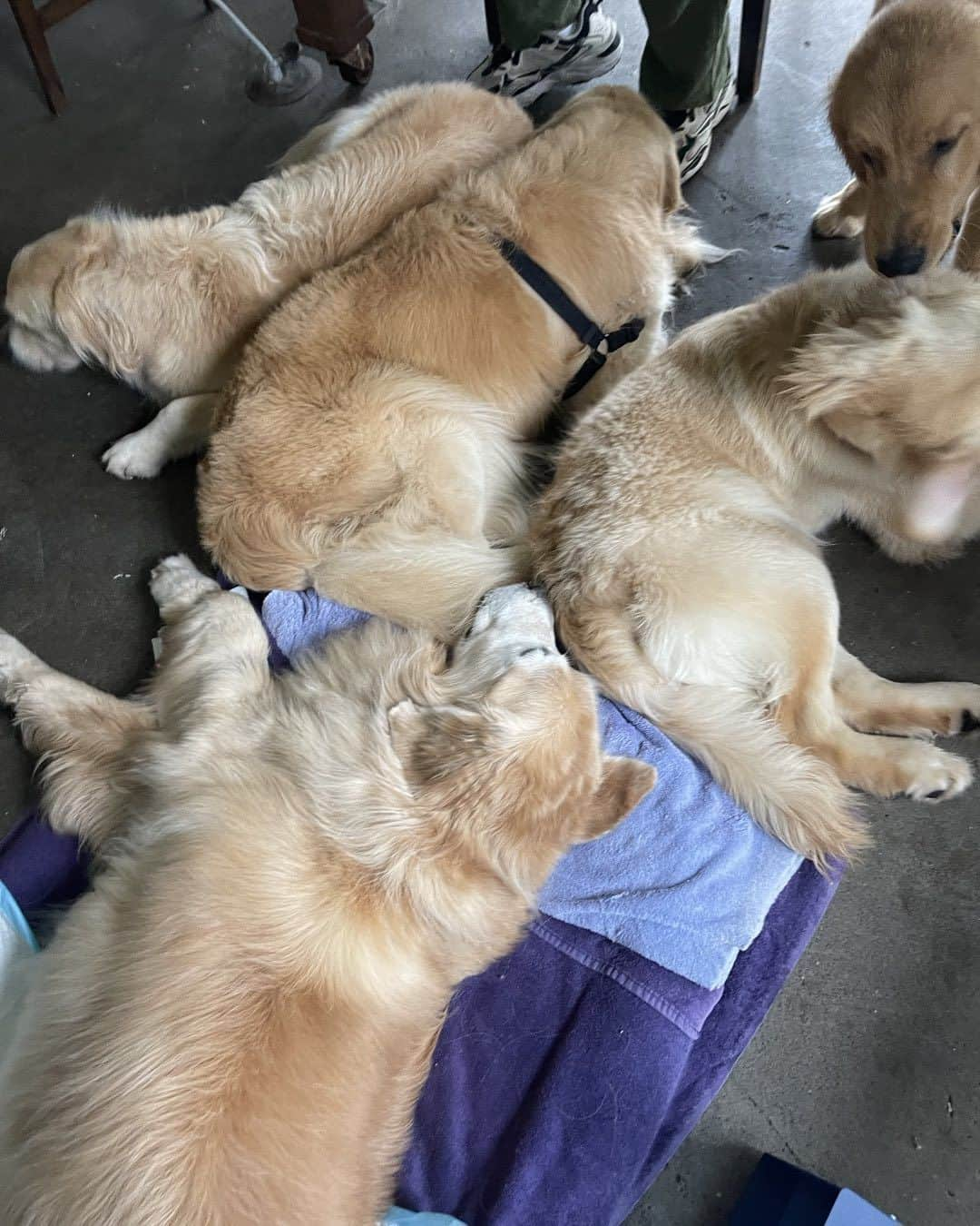 ブルース・ウェーバーのインスタグラム：「A traffic jam waiting to see how HUD’s feeling - top of the morning  for the pups before they go swimming」