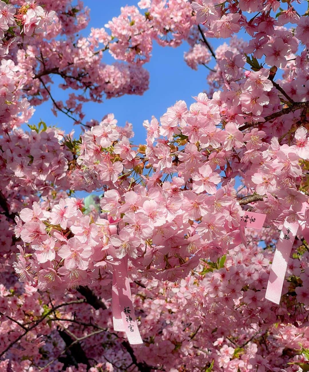 小泉里奈さんのインスタグラム写真 - (小泉里奈Instagram)「🌸。  #桜神宮 #桜新町 #河津桜 #桜 #お花見 #はなまっぷ #花のある暮らし #日本風景 #東京カメラ部 #ファインダー越しの私の世界 #ポートレート #櫻花季 #櫻花 #cherryblossom #sakura #flower_pinks #flowerstagram #japan_of_insta #japaneseculture #japan_daytime_view #lovers_nippon #jp_portrait部 #indies_gram #indy_photolife #벚꽃 #벚꽃축제」3月16日 22時59分 - koizumi_rina