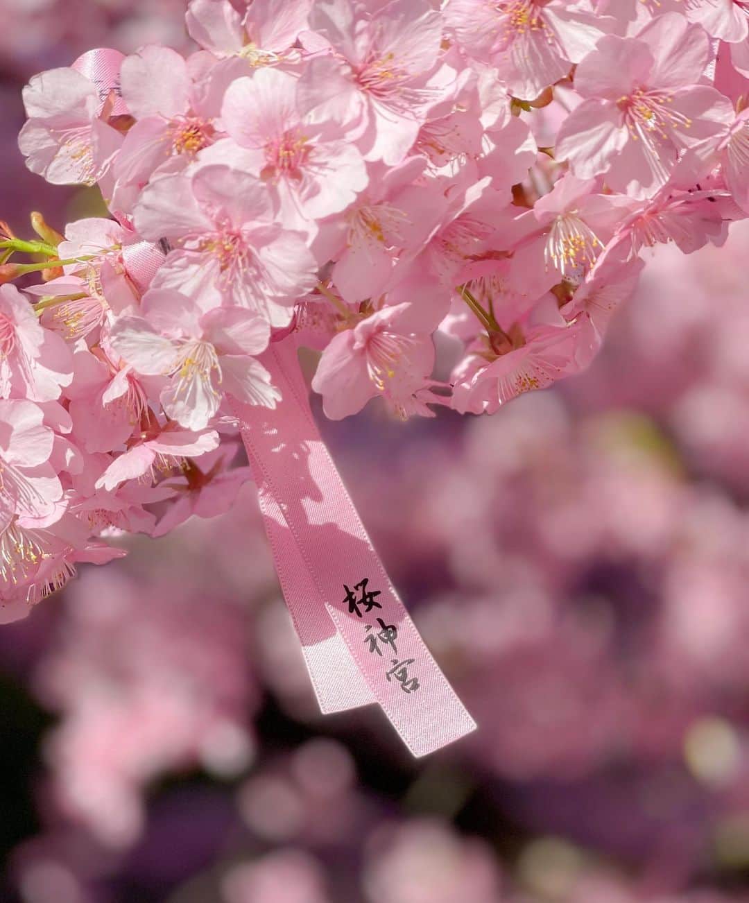 小泉里奈のインスタグラム：「🌸。  #桜神宮 #桜新町 #河津桜 #桜 #お花見 #はなまっぷ #花のある暮らし #日本風景 #東京カメラ部 #ファインダー越しの私の世界 #ポートレート #櫻花季 #櫻花 #cherryblossom #sakura #flower_pinks #flowerstagram #japan_of_insta #japaneseculture #japan_daytime_view #lovers_nippon #jp_portrait部 #indies_gram #indy_photolife #벚꽃 #벚꽃축제」