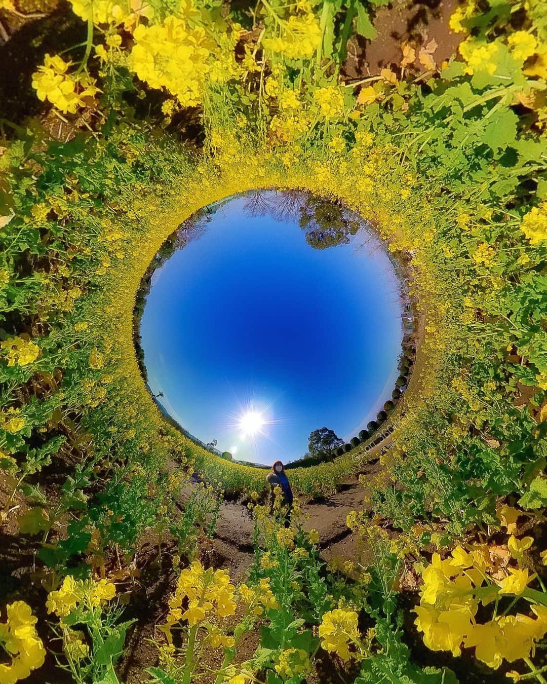 Official RICOH THETAさんのインスタグラム写真 - (Official RICOH THETAInstagram)「Roses are red, violets are blue, we love any flower captured with RICOH THETA - how about you? 🌼💐🌸🌻 📸: @_lori_360theta . . . . . #ricohusa #ricoh #ricohimaging #theta360 #ricohtheta #lifein360 #360camera #360view #camera #cameratips #cameralover #photographylovers #photographer #photooftheday #photographytips #cameragear #photoediting #editingtips #photoedit #tinyplanet #flowerphotography #floralphotos #flowerfield #springphotography #springtime」3月16日 23時40分 - theta360official