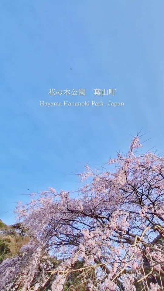 葉山町のインスタグラム：「自然と上向く季節です  #葉山歩き  #葉山 #hayama #花の木公園 の #しだれ桜  いきなり #春到来 で #見頃 です #sakura #cherryblossom #桜 の季節は自然と空見て歩いてる #上を向いて歩こう #良いことあるよ #今日もおつかれさまでした」