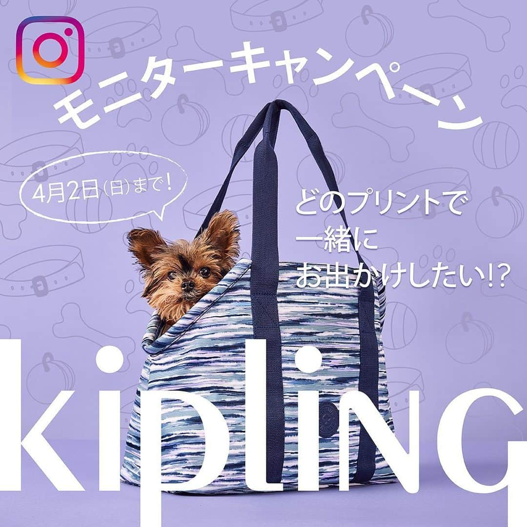 キプリング日本公式アカウントのインスタグラム：「.  ※このモニターキャンペーンは終了いたしました。　   多数のご応募、誠にありがとうございました。  キプリング初☆愛犬用キャリーバッグの発売を記念して、 モニターキャンペーンを開催中！   キプリングのインスタグラム公式アカウントをフォローして、どのプリントのバッグがお好きかをこの画像のインスタグラム投稿にコメントしてくれた方を対象に、抽選で3名様にいずれかのバッグをモニター商品として進呈いたします。   カラーバリエーションは3色。筆で描いたようなストライプがアーティスティックな【A】「ブラシストライプス」、オフホワイトカラーに際立つウェビングがアクセントの【B】「ライトサンド」、そしてKiplingのアルファベットをポップに散らばせた【C】「キプリングネオン」、いずれかお好きなプリントをお選びください。     ＜賞品＞ 【A】「ブラシストライプス」 【B】「ライトサンド」 【C】「キプリングネオン」    ▼参加方法   Step1 キプリング公式アカウント（ @kipling_japan ）をフォロー   Step2 こちらのキャンペーン投稿にご希望のバッグ【A】【B】【C】いずれかをコメントして応募完了！     ▼キャンペーン期間 2023年 3 月 17日（金）～4 月 2 日（日）     ▼ご当選発表方法 4 月中旬以降、@kipling_japan より直接 DM（ダイレクトメッセージ）にてご連絡いたします。  #   ▼当選された方へのお願い 当キャンペーンは、インスタグラム投稿モニターの募集となります。ご当選された方には、インスタグラムに【A】「ブラシストライプス」または【B】「ライトサンド」または【C】「キプリングネオン」のバッグを愛犬と一緒に使用しているお写真投稿をお願いしています。     ▼注意事項   ※この商品の耐重量は7キロ未満です。体重7キロ未満の愛犬とのお出かけにお使いください。   ※賞品発送の都合により、当選対象者は日本国内にお住まいの方に限らせていただきます。   ※DM にて当選連絡を差し上げた際、指定の期日までにご連絡が取れない場合は当選無効とさせていただきます。   ※応募者の個人情報は、本キャンペーンの抽選および当選通知、商品発送のためにのみ使用いたします。   ※本キャンペーンはFacebook、Instagramの後援等は一切関係ございません。   #Kipling #KiplingLiveLight #LiveLight #キプリング #ドッグキャリー #犬用キャリー #犬バッグ #ドッグスリング #いぬのいる暮らし  #愛犬とお出かけ  #愛犬と旅行 #わんことお出かけ」