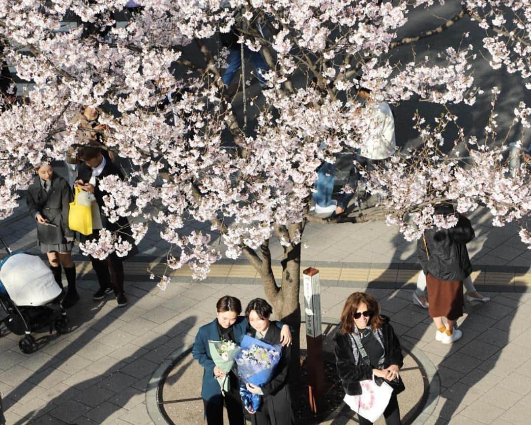 The Japan Timesさんのインスタグラム写真 - (The Japan TimesInstagram)「As cherry blossoms begin to bloom and revelers prepare to experience the seasonal spectacle, the nation will soon be blanketed with the dainty petals that not only bring people together but also boost the economy.  Tokyo can expect most trees to reach full blossom in the coming week but @louise.claire.wagner caught a few of the early bloomers. Read more with the link in our bio. . . . . . . #sakura #cherryblossoms #tokyo #hanami #花見 #桜 #東京」3月17日 0時07分 - thejapantimes