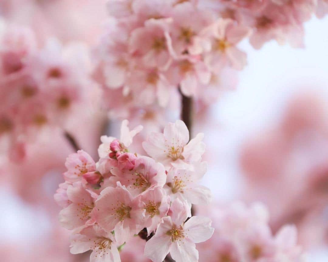 のインスタグラム：「As cherry blossoms begin to bloom and revelers prepare to experience the seasonal spectacle, the nation will soon be blanketed with the dainty petals that not only bring people together but also boost the economy.  Tokyo can expect most trees to reach full blossom in the coming week but @louise.claire.wagner caught a few of the early bloomers. Read more with the link in our bio. . . . . . . #sakura #cherryblossoms #tokyo #hanami #花見 #桜 #東京」