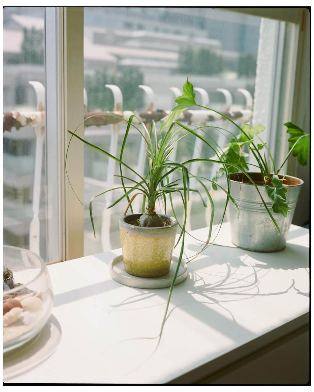 Kisshomaru S.のインスタグラム：「photosynthesis」