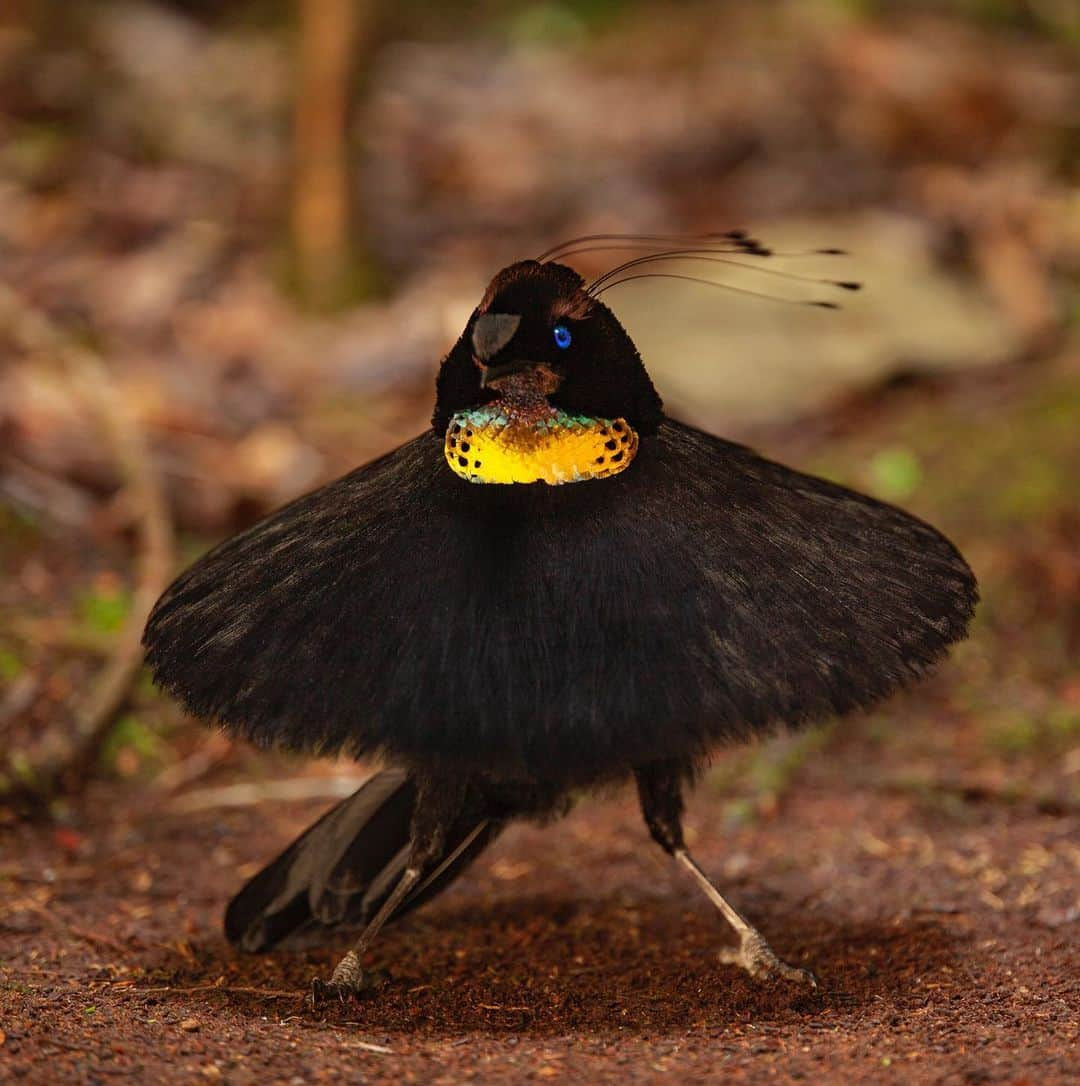 Tim Lamanさんのインスタグラム写真 - (Tim LamanInstagram)「Photos by @TimLaman, guest editor this week for @unbiodiversity. What could be a more incredible example of the diversity of life on our planet than the birds-of-paradise. I’ve been on a mission for many years to document this remarkable family of birds and share them with the world to inspire preservation of the rainforest of the New Guinea region, including Papua New Guinea and the Indonesian provinces in western Papua and the Moluccan islands.  Here are the names of the ten species featured, and their locations: 1) Wilson’s BoP, Waigeo Island, West Papua, Indonesia 2) Raggiana BoP, Southern Highlands Province, PNG 3) Magnificent BoP, Arfak Mountains, West Papua, Indonesia 4) Red BoP, Waigeo Island, West Papua, Indonesia 5) Standardwing BoP, Halmahera Island, Indonesia 6) Western Parotia BoP, Arfak Mountains, West Papua, Indonesia 7) King BoP, Oransbari, West Papua, Indonesia 8) Greater Superb BoP, Southern Highlands Province, PNG 9) Goldies’ BoP, Fergusson Island, PNG 10) Blue BoP, Southern Highlands Province, PNG  The island of New Guinea, including both halves spanning PNG the Indonesian part, has the largest block of intact rainforest in the entire Asia-Pacific region. Let’s protect it for the benefit of the birds-of-paradise, and the health of our planet!  #birdsofparadise #birdofparadise #birds #PNG #Indonesia #westpapua #biodiversity」3月17日 0時30分 - timlaman