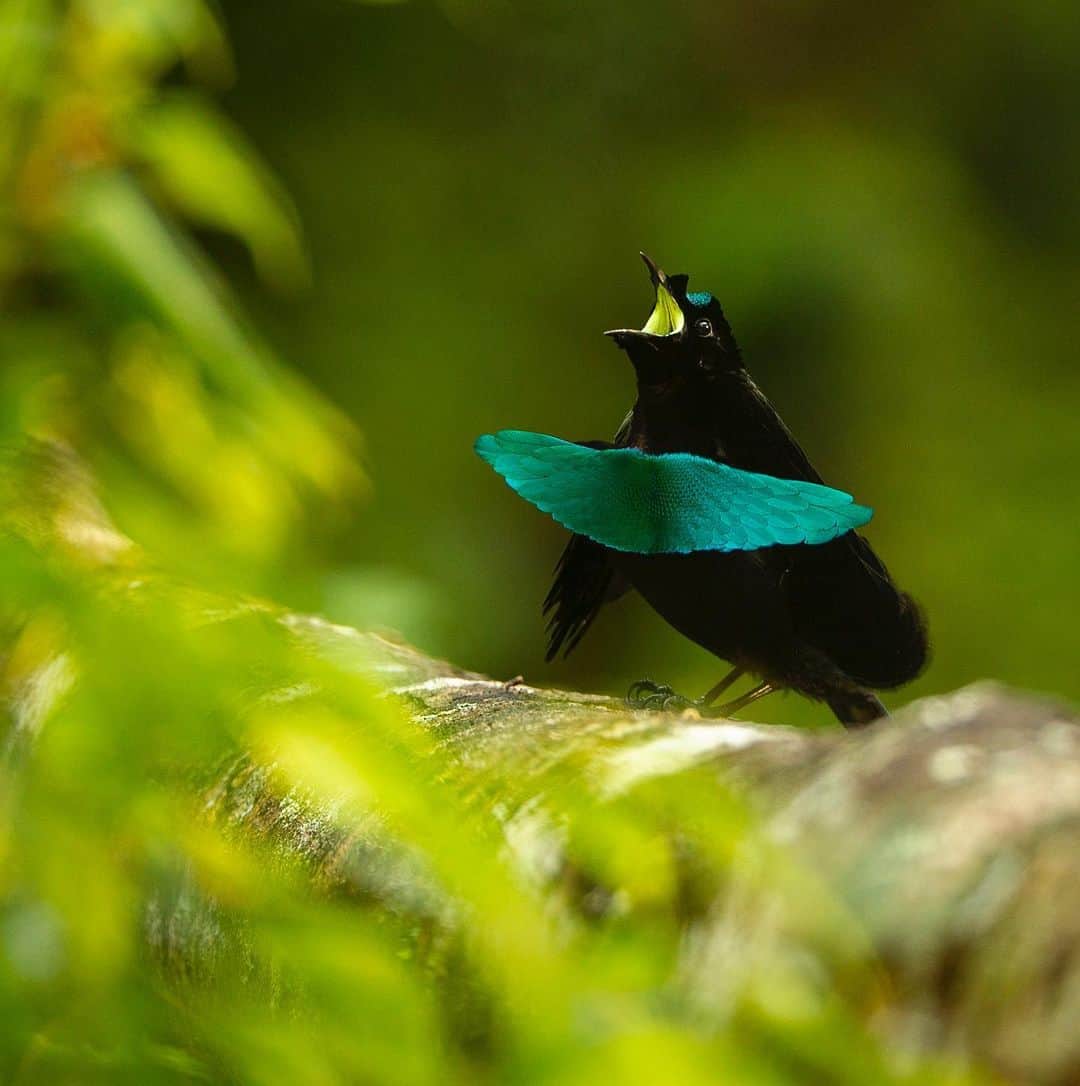 Tim Lamanさんのインスタグラム写真 - (Tim LamanInstagram)「Photos by @TimLaman, guest editor this week for @unbiodiversity. What could be a more incredible example of the diversity of life on our planet than the birds-of-paradise. I’ve been on a mission for many years to document this remarkable family of birds and share them with the world to inspire preservation of the rainforest of the New Guinea region, including Papua New Guinea and the Indonesian provinces in western Papua and the Moluccan islands.  Here are the names of the ten species featured, and their locations: 1) Wilson’s BoP, Waigeo Island, West Papua, Indonesia 2) Raggiana BoP, Southern Highlands Province, PNG 3) Magnificent BoP, Arfak Mountains, West Papua, Indonesia 4) Red BoP, Waigeo Island, West Papua, Indonesia 5) Standardwing BoP, Halmahera Island, Indonesia 6) Western Parotia BoP, Arfak Mountains, West Papua, Indonesia 7) King BoP, Oransbari, West Papua, Indonesia 8) Greater Superb BoP, Southern Highlands Province, PNG 9) Goldies’ BoP, Fergusson Island, PNG 10) Blue BoP, Southern Highlands Province, PNG  The island of New Guinea, including both halves spanning PNG the Indonesian part, has the largest block of intact rainforest in the entire Asia-Pacific region. Let’s protect it for the benefit of the birds-of-paradise, and the health of our planet!  #birdsofparadise #birdofparadise #birds #PNG #Indonesia #westpapua #biodiversity」3月17日 0時30分 - timlaman