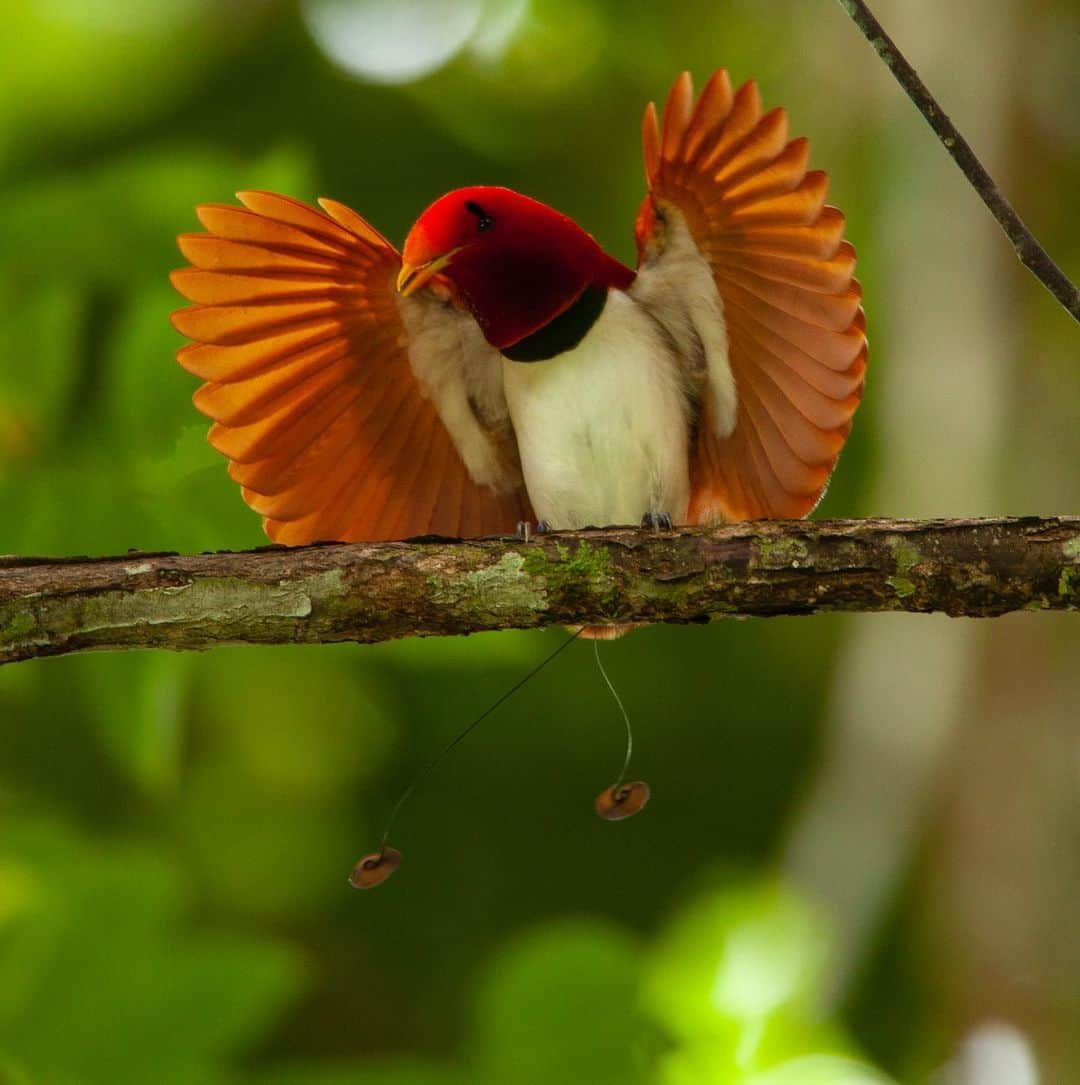 Tim Lamanさんのインスタグラム写真 - (Tim LamanInstagram)「Photos by @TimLaman, guest editor this week for @unbiodiversity. What could be a more incredible example of the diversity of life on our planet than the birds-of-paradise. I’ve been on a mission for many years to document this remarkable family of birds and share them with the world to inspire preservation of the rainforest of the New Guinea region, including Papua New Guinea and the Indonesian provinces in western Papua and the Moluccan islands.  Here are the names of the ten species featured, and their locations: 1) Wilson’s BoP, Waigeo Island, West Papua, Indonesia 2) Raggiana BoP, Southern Highlands Province, PNG 3) Magnificent BoP, Arfak Mountains, West Papua, Indonesia 4) Red BoP, Waigeo Island, West Papua, Indonesia 5) Standardwing BoP, Halmahera Island, Indonesia 6) Western Parotia BoP, Arfak Mountains, West Papua, Indonesia 7) King BoP, Oransbari, West Papua, Indonesia 8) Greater Superb BoP, Southern Highlands Province, PNG 9) Goldies’ BoP, Fergusson Island, PNG 10) Blue BoP, Southern Highlands Province, PNG  The island of New Guinea, including both halves spanning PNG the Indonesian part, has the largest block of intact rainforest in the entire Asia-Pacific region. Let’s protect it for the benefit of the birds-of-paradise, and the health of our planet!  #birdsofparadise #birdofparadise #birds #PNG #Indonesia #westpapua #biodiversity」3月17日 0時30分 - timlaman