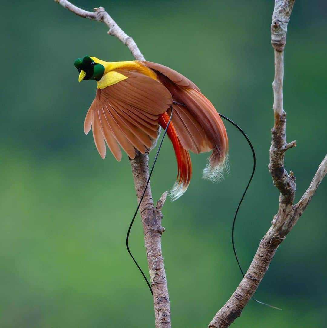 Tim Lamanさんのインスタグラム写真 - (Tim LamanInstagram)「Photos by @TimLaman, guest editor this week for @unbiodiversity. What could be a more incredible example of the diversity of life on our planet than the birds-of-paradise. I’ve been on a mission for many years to document this remarkable family of birds and share them with the world to inspire preservation of the rainforest of the New Guinea region, including Papua New Guinea and the Indonesian provinces in western Papua and the Moluccan islands.  Here are the names of the ten species featured, and their locations: 1) Wilson’s BoP, Waigeo Island, West Papua, Indonesia 2) Raggiana BoP, Southern Highlands Province, PNG 3) Magnificent BoP, Arfak Mountains, West Papua, Indonesia 4) Red BoP, Waigeo Island, West Papua, Indonesia 5) Standardwing BoP, Halmahera Island, Indonesia 6) Western Parotia BoP, Arfak Mountains, West Papua, Indonesia 7) King BoP, Oransbari, West Papua, Indonesia 8) Greater Superb BoP, Southern Highlands Province, PNG 9) Goldies’ BoP, Fergusson Island, PNG 10) Blue BoP, Southern Highlands Province, PNG  The island of New Guinea, including both halves spanning PNG the Indonesian part, has the largest block of intact rainforest in the entire Asia-Pacific region. Let’s protect it for the benefit of the birds-of-paradise, and the health of our planet!  #birdsofparadise #birdofparadise #birds #PNG #Indonesia #westpapua #biodiversity」3月17日 0時30分 - timlaman