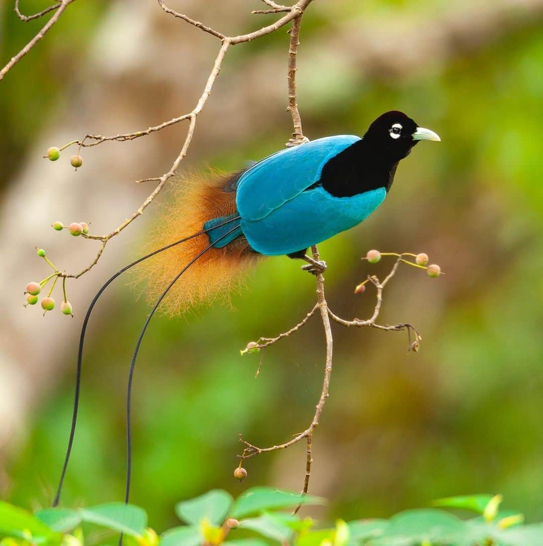 Tim Lamanさんのインスタグラム写真 - (Tim LamanInstagram)「Photos by @TimLaman, guest editor this week for @unbiodiversity. What could be a more incredible example of the diversity of life on our planet than the birds-of-paradise. I’ve been on a mission for many years to document this remarkable family of birds and share them with the world to inspire preservation of the rainforest of the New Guinea region, including Papua New Guinea and the Indonesian provinces in western Papua and the Moluccan islands.  Here are the names of the ten species featured, and their locations: 1) Wilson’s BoP, Waigeo Island, West Papua, Indonesia 2) Raggiana BoP, Southern Highlands Province, PNG 3) Magnificent BoP, Arfak Mountains, West Papua, Indonesia 4) Red BoP, Waigeo Island, West Papua, Indonesia 5) Standardwing BoP, Halmahera Island, Indonesia 6) Western Parotia BoP, Arfak Mountains, West Papua, Indonesia 7) King BoP, Oransbari, West Papua, Indonesia 8) Greater Superb BoP, Southern Highlands Province, PNG 9) Goldies’ BoP, Fergusson Island, PNG 10) Blue BoP, Southern Highlands Province, PNG  The island of New Guinea, including both halves spanning PNG the Indonesian part, has the largest block of intact rainforest in the entire Asia-Pacific region. Let’s protect it for the benefit of the birds-of-paradise, and the health of our planet!  #birdsofparadise #birdofparadise #birds #PNG #Indonesia #westpapua #biodiversity」3月17日 0時30分 - timlaman