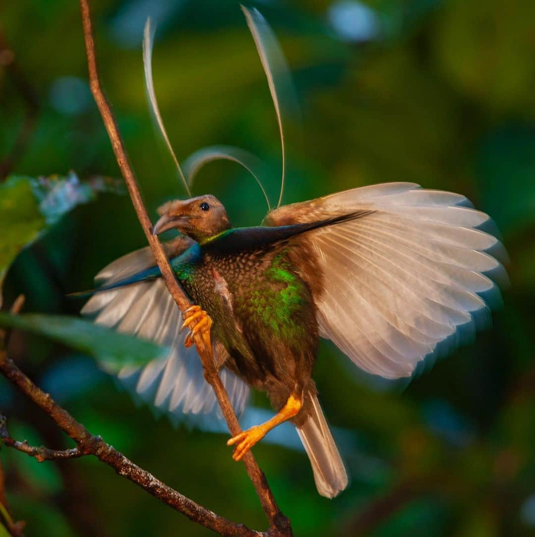 Tim Lamanさんのインスタグラム写真 - (Tim LamanInstagram)「Photos by @TimLaman, guest editor this week for @unbiodiversity. What could be a more incredible example of the diversity of life on our planet than the birds-of-paradise. I’ve been on a mission for many years to document this remarkable family of birds and share them with the world to inspire preservation of the rainforest of the New Guinea region, including Papua New Guinea and the Indonesian provinces in western Papua and the Moluccan islands.  Here are the names of the ten species featured, and their locations: 1) Wilson’s BoP, Waigeo Island, West Papua, Indonesia 2) Raggiana BoP, Southern Highlands Province, PNG 3) Magnificent BoP, Arfak Mountains, West Papua, Indonesia 4) Red BoP, Waigeo Island, West Papua, Indonesia 5) Standardwing BoP, Halmahera Island, Indonesia 6) Western Parotia BoP, Arfak Mountains, West Papua, Indonesia 7) King BoP, Oransbari, West Papua, Indonesia 8) Greater Superb BoP, Southern Highlands Province, PNG 9) Goldies’ BoP, Fergusson Island, PNG 10) Blue BoP, Southern Highlands Province, PNG  The island of New Guinea, including both halves spanning PNG the Indonesian part, has the largest block of intact rainforest in the entire Asia-Pacific region. Let’s protect it for the benefit of the birds-of-paradise, and the health of our planet!  #birdsofparadise #birdofparadise #birds #PNG #Indonesia #westpapua #biodiversity」3月17日 0時30分 - timlaman