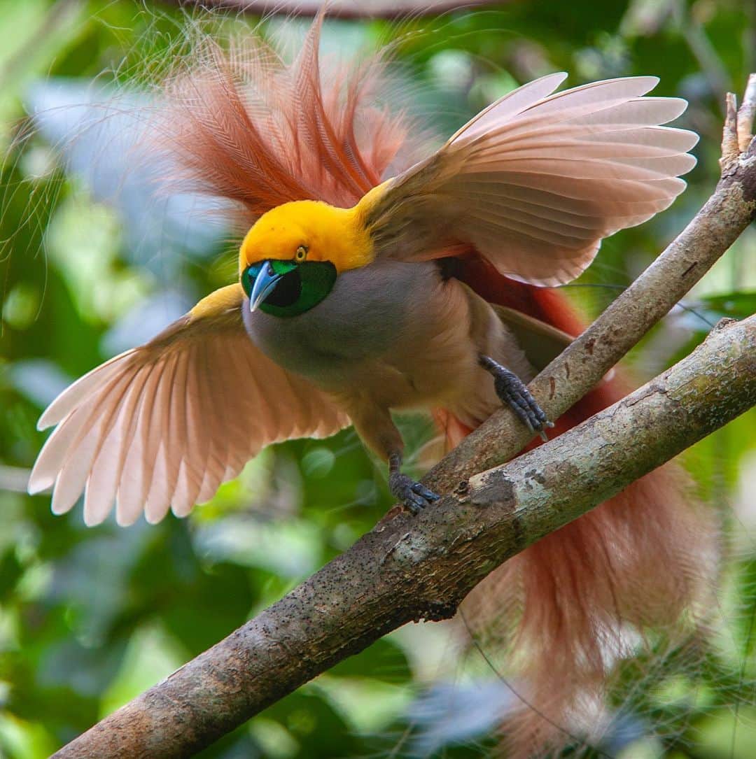 Tim Lamanさんのインスタグラム写真 - (Tim LamanInstagram)「Photos by @TimLaman, guest editor this week for @unbiodiversity. What could be a more incredible example of the diversity of life on our planet than the birds-of-paradise. I’ve been on a mission for many years to document this remarkable family of birds and share them with the world to inspire preservation of the rainforest of the New Guinea region, including Papua New Guinea and the Indonesian provinces in western Papua and the Moluccan islands.  Here are the names of the ten species featured, and their locations: 1) Wilson’s BoP, Waigeo Island, West Papua, Indonesia 2) Raggiana BoP, Southern Highlands Province, PNG 3) Magnificent BoP, Arfak Mountains, West Papua, Indonesia 4) Red BoP, Waigeo Island, West Papua, Indonesia 5) Standardwing BoP, Halmahera Island, Indonesia 6) Western Parotia BoP, Arfak Mountains, West Papua, Indonesia 7) King BoP, Oransbari, West Papua, Indonesia 8) Greater Superb BoP, Southern Highlands Province, PNG 9) Goldies’ BoP, Fergusson Island, PNG 10) Blue BoP, Southern Highlands Province, PNG  The island of New Guinea, including both halves spanning PNG the Indonesian part, has the largest block of intact rainforest in the entire Asia-Pacific region. Let’s protect it for the benefit of the birds-of-paradise, and the health of our planet!  #birdsofparadise #birdofparadise #birds #PNG #Indonesia #westpapua #biodiversity」3月17日 0時30分 - timlaman