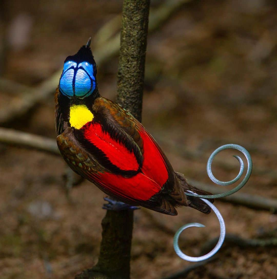 Tim Lamanさんのインスタグラム写真 - (Tim LamanInstagram)「Photos by @TimLaman, guest editor this week for @unbiodiversity. What could be a more incredible example of the diversity of life on our planet than the birds-of-paradise. I’ve been on a mission for many years to document this remarkable family of birds and share them with the world to inspire preservation of the rainforest of the New Guinea region, including Papua New Guinea and the Indonesian provinces in western Papua and the Moluccan islands.  Here are the names of the ten species featured, and their locations: 1) Wilson’s BoP, Waigeo Island, West Papua, Indonesia 2) Raggiana BoP, Southern Highlands Province, PNG 3) Magnificent BoP, Arfak Mountains, West Papua, Indonesia 4) Red BoP, Waigeo Island, West Papua, Indonesia 5) Standardwing BoP, Halmahera Island, Indonesia 6) Western Parotia BoP, Arfak Mountains, West Papua, Indonesia 7) King BoP, Oransbari, West Papua, Indonesia 8) Greater Superb BoP, Southern Highlands Province, PNG 9) Goldies’ BoP, Fergusson Island, PNG 10) Blue BoP, Southern Highlands Province, PNG  The island of New Guinea, including both halves spanning PNG the Indonesian part, has the largest block of intact rainforest in the entire Asia-Pacific region. Let’s protect it for the benefit of the birds-of-paradise, and the health of our planet!  #birdsofparadise #birdofparadise #birds #PNG #Indonesia #westpapua #biodiversity」3月17日 0時30分 - timlaman