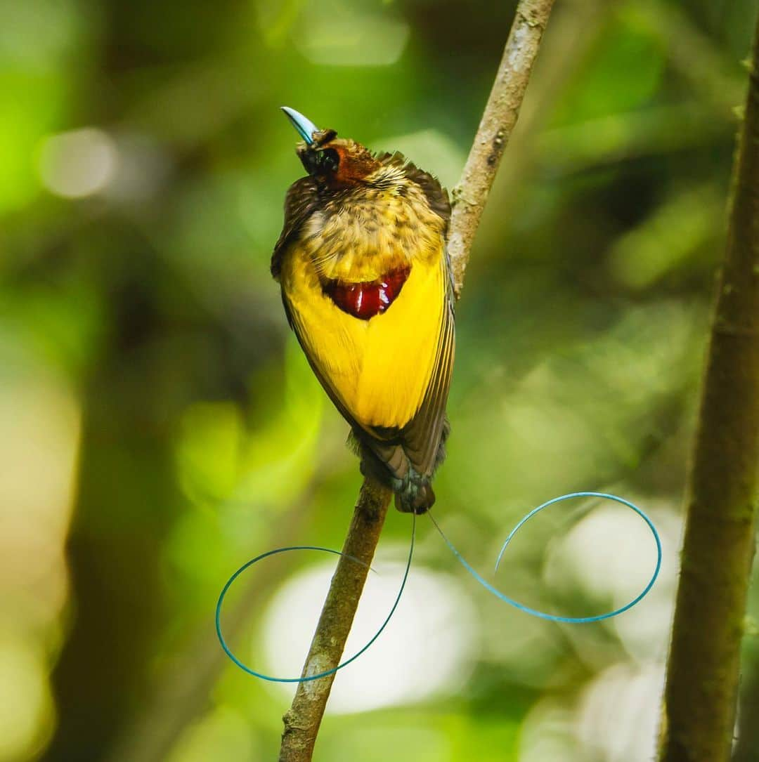 Tim Lamanさんのインスタグラム写真 - (Tim LamanInstagram)「Photos by @TimLaman, guest editor this week for @unbiodiversity. What could be a more incredible example of the diversity of life on our planet than the birds-of-paradise. I’ve been on a mission for many years to document this remarkable family of birds and share them with the world to inspire preservation of the rainforest of the New Guinea region, including Papua New Guinea and the Indonesian provinces in western Papua and the Moluccan islands.  Here are the names of the ten species featured, and their locations: 1) Wilson’s BoP, Waigeo Island, West Papua, Indonesia 2) Raggiana BoP, Southern Highlands Province, PNG 3) Magnificent BoP, Arfak Mountains, West Papua, Indonesia 4) Red BoP, Waigeo Island, West Papua, Indonesia 5) Standardwing BoP, Halmahera Island, Indonesia 6) Western Parotia BoP, Arfak Mountains, West Papua, Indonesia 7) King BoP, Oransbari, West Papua, Indonesia 8) Greater Superb BoP, Southern Highlands Province, PNG 9) Goldies’ BoP, Fergusson Island, PNG 10) Blue BoP, Southern Highlands Province, PNG  The island of New Guinea, including both halves spanning PNG the Indonesian part, has the largest block of intact rainforest in the entire Asia-Pacific region. Let’s protect it for the benefit of the birds-of-paradise, and the health of our planet!  #birdsofparadise #birdofparadise #birds #PNG #Indonesia #westpapua #biodiversity」3月17日 0時30分 - timlaman