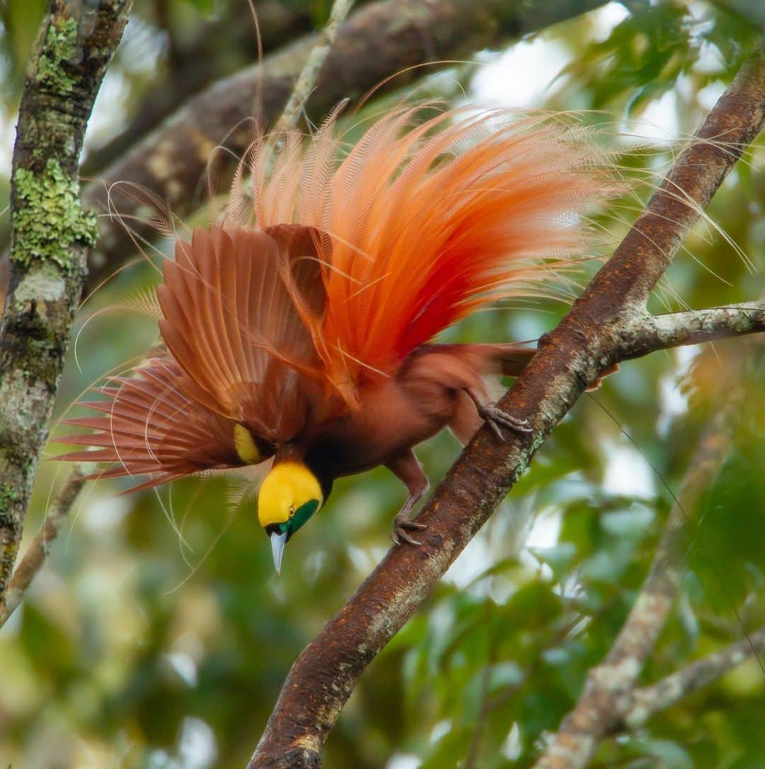 Tim Lamanさんのインスタグラム写真 - (Tim LamanInstagram)「Photos by @TimLaman, guest editor this week for @unbiodiversity. What could be a more incredible example of the diversity of life on our planet than the birds-of-paradise. I’ve been on a mission for many years to document this remarkable family of birds and share them with the world to inspire preservation of the rainforest of the New Guinea region, including Papua New Guinea and the Indonesian provinces in western Papua and the Moluccan islands.  Here are the names of the ten species featured, and their locations: 1) Wilson’s BoP, Waigeo Island, West Papua, Indonesia 2) Raggiana BoP, Southern Highlands Province, PNG 3) Magnificent BoP, Arfak Mountains, West Papua, Indonesia 4) Red BoP, Waigeo Island, West Papua, Indonesia 5) Standardwing BoP, Halmahera Island, Indonesia 6) Western Parotia BoP, Arfak Mountains, West Papua, Indonesia 7) King BoP, Oransbari, West Papua, Indonesia 8) Greater Superb BoP, Southern Highlands Province, PNG 9) Goldies’ BoP, Fergusson Island, PNG 10) Blue BoP, Southern Highlands Province, PNG  The island of New Guinea, including both halves spanning PNG the Indonesian part, has the largest block of intact rainforest in the entire Asia-Pacific region. Let’s protect it for the benefit of the birds-of-paradise, and the health of our planet!  #birdsofparadise #birdofparadise #birds #PNG #Indonesia #westpapua #biodiversity」3月17日 0時30分 - timlaman