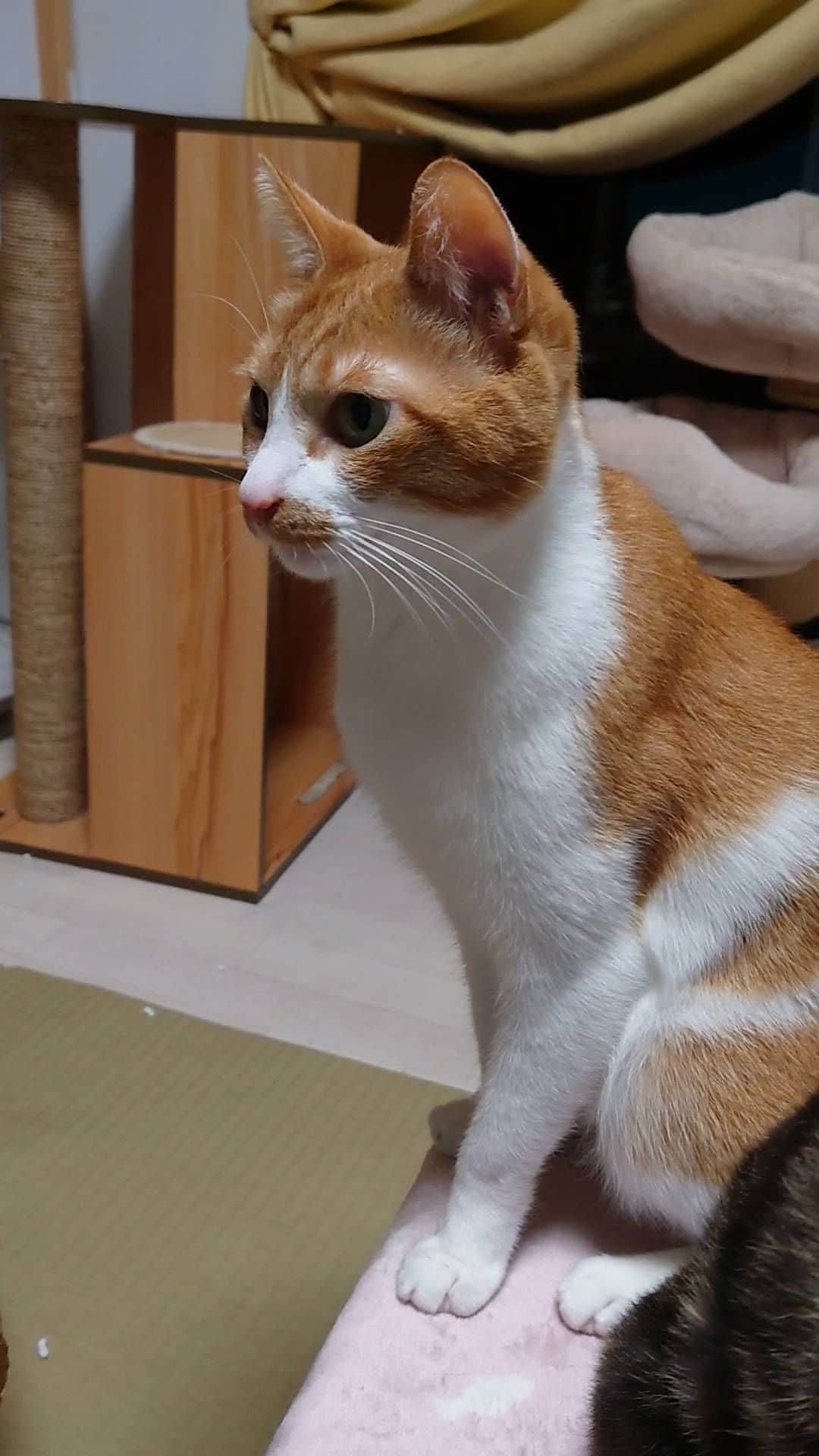 Miaouのインスタグラム：「ライブカメラ片付けたら帰っていたので、ちゅーるたべた。 #猫部屋 #みゃう#miaou #みゃうの猫日記 #猫 #みゃうの保護猫」