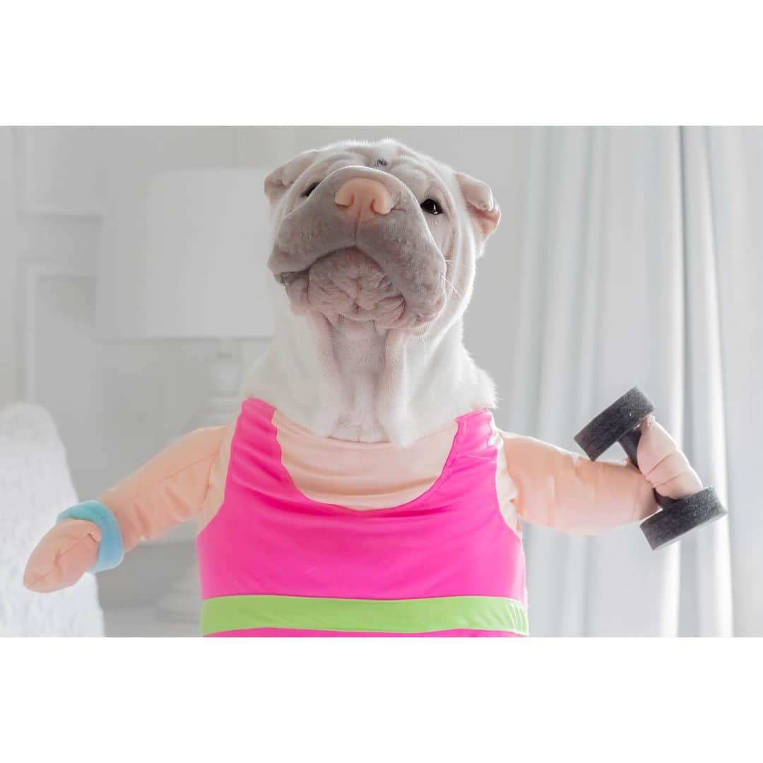 annie&pADdinGtoNのインスタグラム：「Goal: One chin #lambington #sharpei #sharpeisofinstagram #wrinkles #love #instagood #instadaily #sharpeisoftheworld #squishyfacecrew #dog #dogs #dogsofinstagram #doglover #ilovemydog #pets #workout #spandex #weeklyfluff #doggie #iloveyoutothemoonandback」