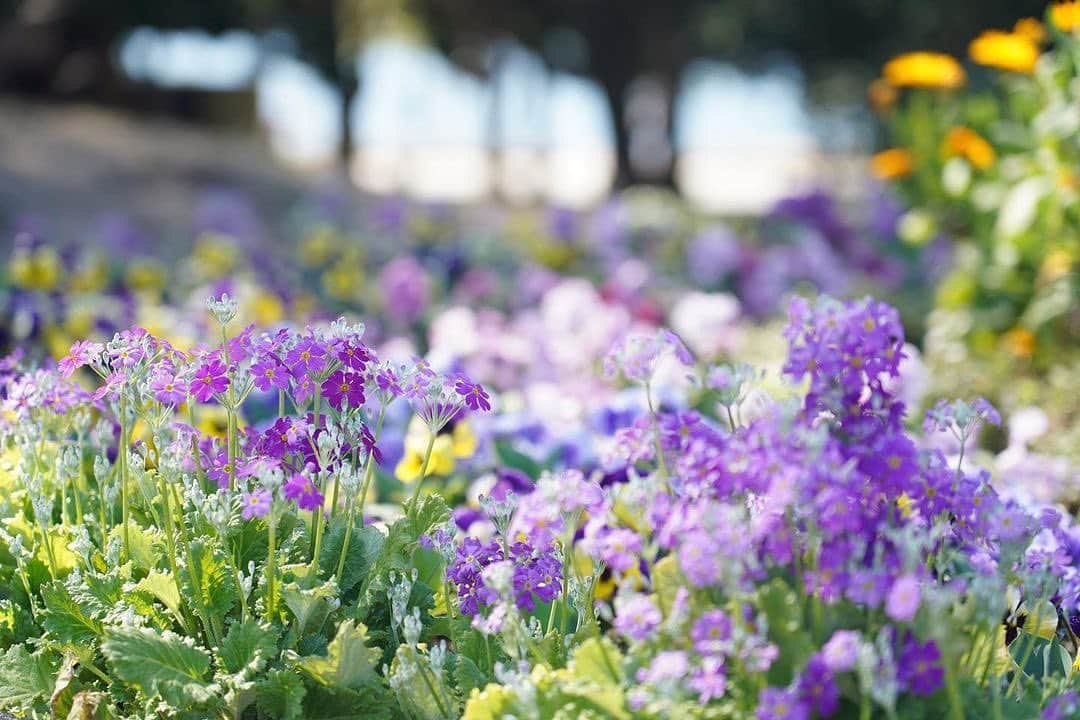 福岡市のインスタグラム：「＜fukuokapics3月:大濠公園＞  春の花咲く、大濠公園。 本日は可愛らしい紫色でいっぱいの花壇をご紹介。  蝶々が軽やかに飛んでいる姿が目に浮かぶ、やわらかな春の日差し。 とても気持ちよさそうですね。  大濠公園では、この後も春の花の咲く時期が続きます。  例年ですと、3～4月頃には東側児童遊園で白いコブシ、4～5月頃大濠公園能楽堂前で薄紅色のハナミズキ、5～8月頃には池の南側でピンクのシモツケが咲き誇ります。  ぜひ春の花を楽しみに、お出かけください。  photo by mikamika1592  location : 大濠公園 . hashtag : #fukuokapics follow : @fukuoka_official . #福岡市 #大濠公園 #fukuoka #hakata #nakasu #tenjin」