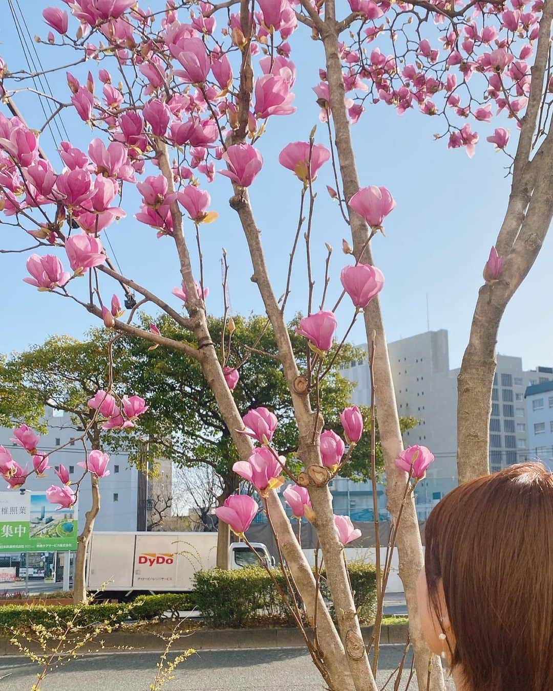 内村麻美さんのインスタグラム写真 - (内村麻美Instagram)「. KBCの近くにある 木蓮(モクレン)の花も、綺麗ですよ❤︎ . #寝ちゃったね #木蓮 #モクレン #木蓮の花 #木蘭の涙 #スターダストレビュー #めちゃくちゃ好きな曲 #来週ラジオで流そうかな」3月17日 11時44分 - asami___05