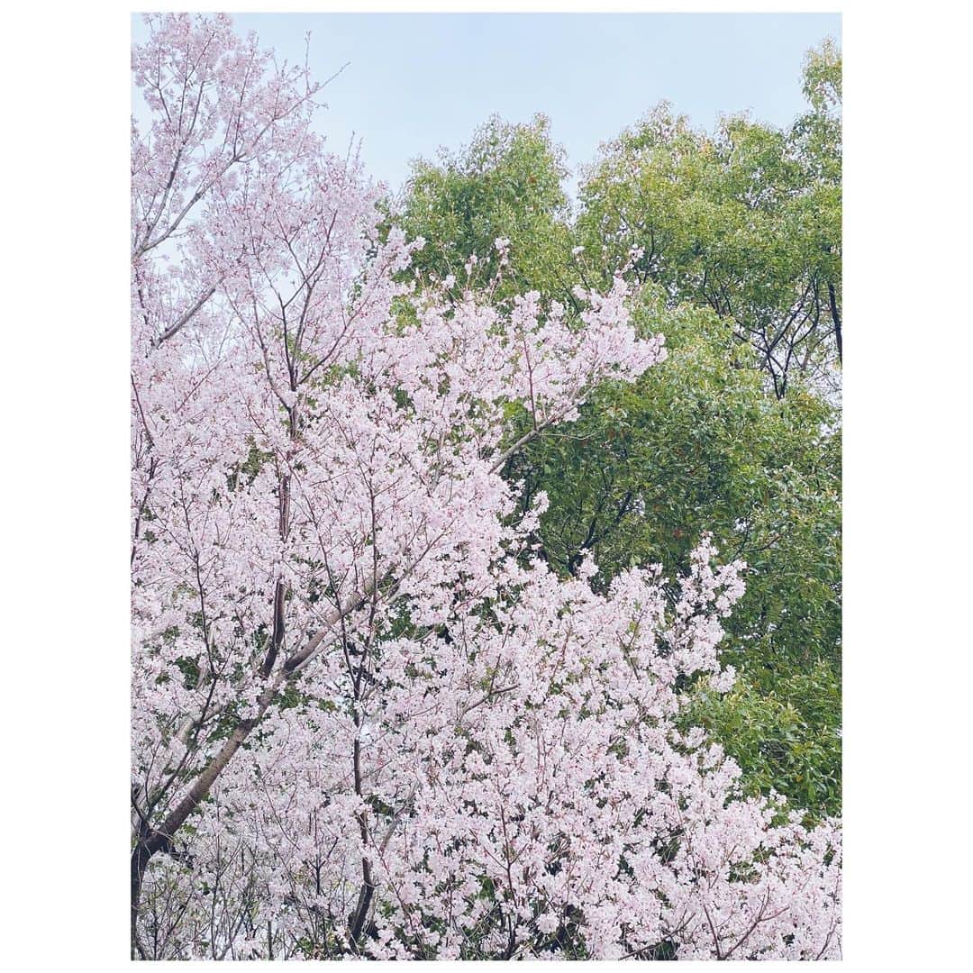 のん（能年玲奈）さんのインスタグラム写真 - (のん（能年玲奈）Instagram)「お堀の周りを散歩しました。 木蓮が咲き誇る公園があり、とても綺麗だった。 桜も見つけたよー。 🌸」3月17日 12時01分 - non_kamo_ne