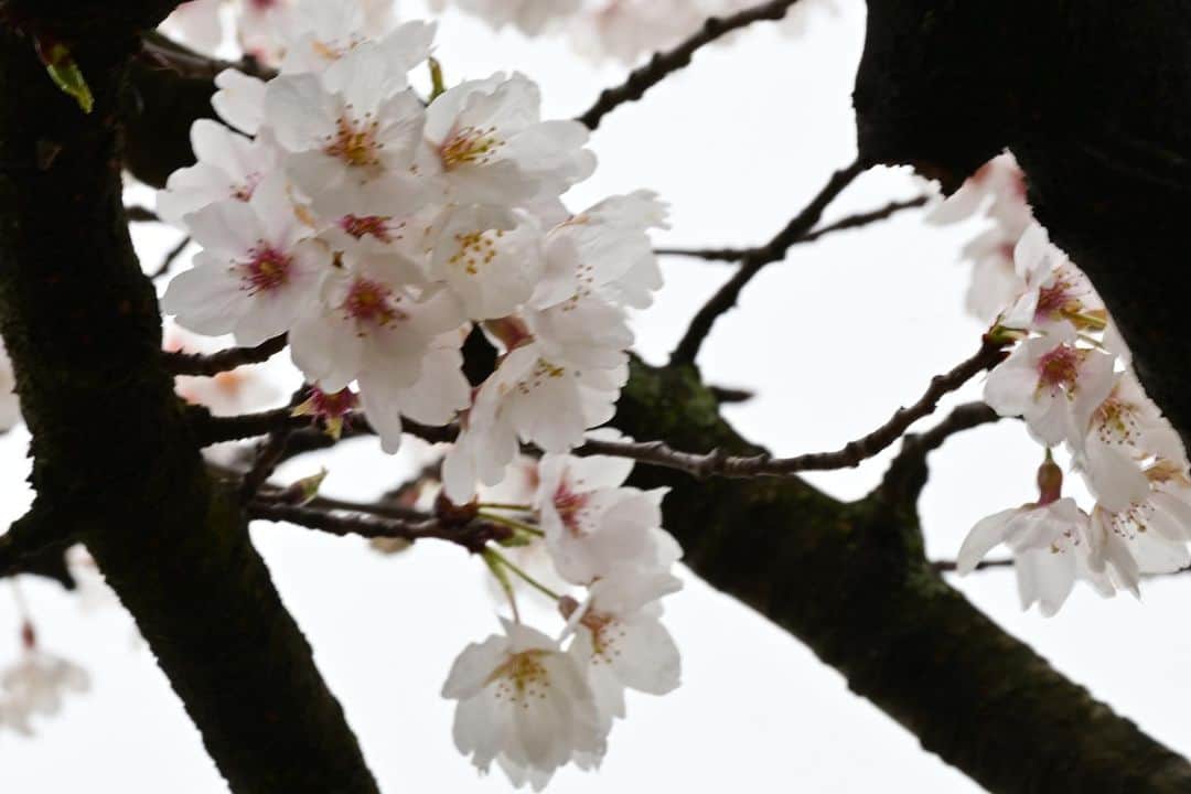 ふかしさんのインスタグラム写真 - (ふかしInstagram)「ワシントンD.C.の桜 #ワシントンDC #washingtondc  #cherryblossom  #桜」3月17日 5時00分 - fukashi