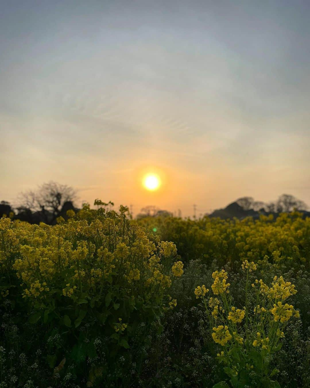 前川泰之さんのインスタグラム写真 - (前川泰之Instagram)「おはようございます☀  今朝、現場へ移動中に素敵な風景に出会いましたよ☺️  ナーイス👍🏻千葉！  さ、金曜日も頑張っていきましょう！  #おはようございます　#春の風景 #千葉県　#菜の花　#日の出」3月17日 7時23分 - maekawa_yasuyuki_official