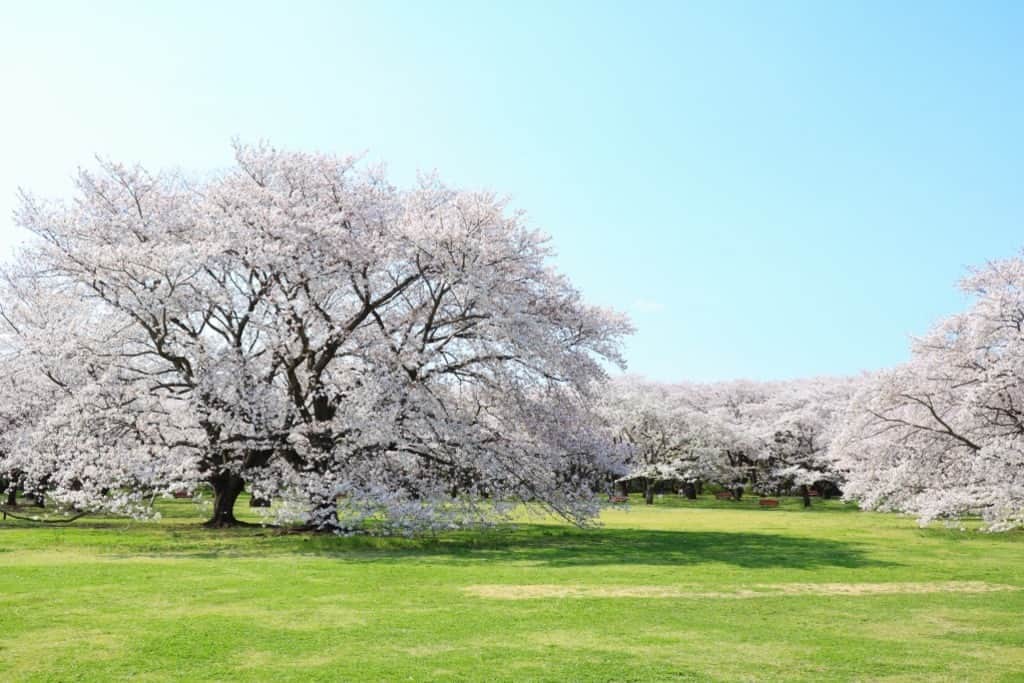 レッツエンジョイ東京さんのインスタグラム写真 - (レッツエンジョイ東京Instagram)「春の花々の開花リレー🌼✨  立川にある「国営昭和記念公園」で、3/18(土)～5/28(日)まで「フラワーフェスティバル 2023」が開催されます。  ソメイヨシノの開花が始まると、花たちは次から次へと開花リレーのバトンタッチ✋  🌸🌷見頃予想💠💐 ◆ソメイヨシノ 4月上旬（桜の園・旧桜の園／約730本）  ◆ナノハナ 4月中旬（原っぱ南花畑／20万株）  ◆チューリップガーデン 4月中旬（245品種25万球）  ◆ネモフィラ 4月中旬～5月上旬（ハーブの丘／6万株）  ◆シャーレーポピー 5月上旬～中旬（花の丘／180万本）  ◆ブーケガーデン 5月上旬～中旬（原っぱ西花畑／18品種30万株）  🔸国営昭和記念公園 @showakinenpark 📍東京都立川市緑町3173 🚉西立川  #レッツエンジョイ東京 #おでかけ #おでかけスポット #花 #花の写真 #花スタグラム #花のある風景 #自然 #風景 #日本の風景　 #休日の過ごし方 #東京イベント #東京 #デートスポット #東京デート #春 #桜 #さくら #桜の花 #桜の名所 #チューリップ #チューリップ畑 #菜の花 #菜の花畑 #ネモフィラ #ネモフィラブルー #シャーレ―ポピー #ポピー #ブーケガーデン #国営昭和記念公園」3月17日 8時01分 - lets_enjoytokyo