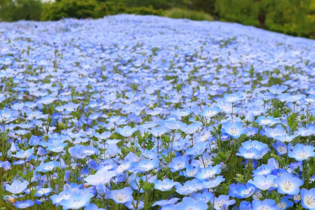 レッツエンジョイ東京さんのインスタグラム写真 - (レッツエンジョイ東京Instagram)「春の花々の開花リレー🌼✨  立川にある「国営昭和記念公園」で、3/18(土)～5/28(日)まで「フラワーフェスティバル 2023」が開催されます。  ソメイヨシノの開花が始まると、花たちは次から次へと開花リレーのバトンタッチ✋  🌸🌷見頃予想💠💐 ◆ソメイヨシノ 4月上旬（桜の園・旧桜の園／約730本）  ◆ナノハナ 4月中旬（原っぱ南花畑／20万株）  ◆チューリップガーデン 4月中旬（245品種25万球）  ◆ネモフィラ 4月中旬～5月上旬（ハーブの丘／6万株）  ◆シャーレーポピー 5月上旬～中旬（花の丘／180万本）  ◆ブーケガーデン 5月上旬～中旬（原っぱ西花畑／18品種30万株）  🔸国営昭和記念公園 @showakinenpark 📍東京都立川市緑町3173 🚉西立川  #レッツエンジョイ東京 #おでかけ #おでかけスポット #花 #花の写真 #花スタグラム #花のある風景 #自然 #風景 #日本の風景　 #休日の過ごし方 #東京イベント #東京 #デートスポット #東京デート #春 #桜 #さくら #桜の花 #桜の名所 #チューリップ #チューリップ畑 #菜の花 #菜の花畑 #ネモフィラ #ネモフィラブルー #シャーレ―ポピー #ポピー #ブーケガーデン #国営昭和記念公園」3月17日 8時01分 - lets_enjoytokyo