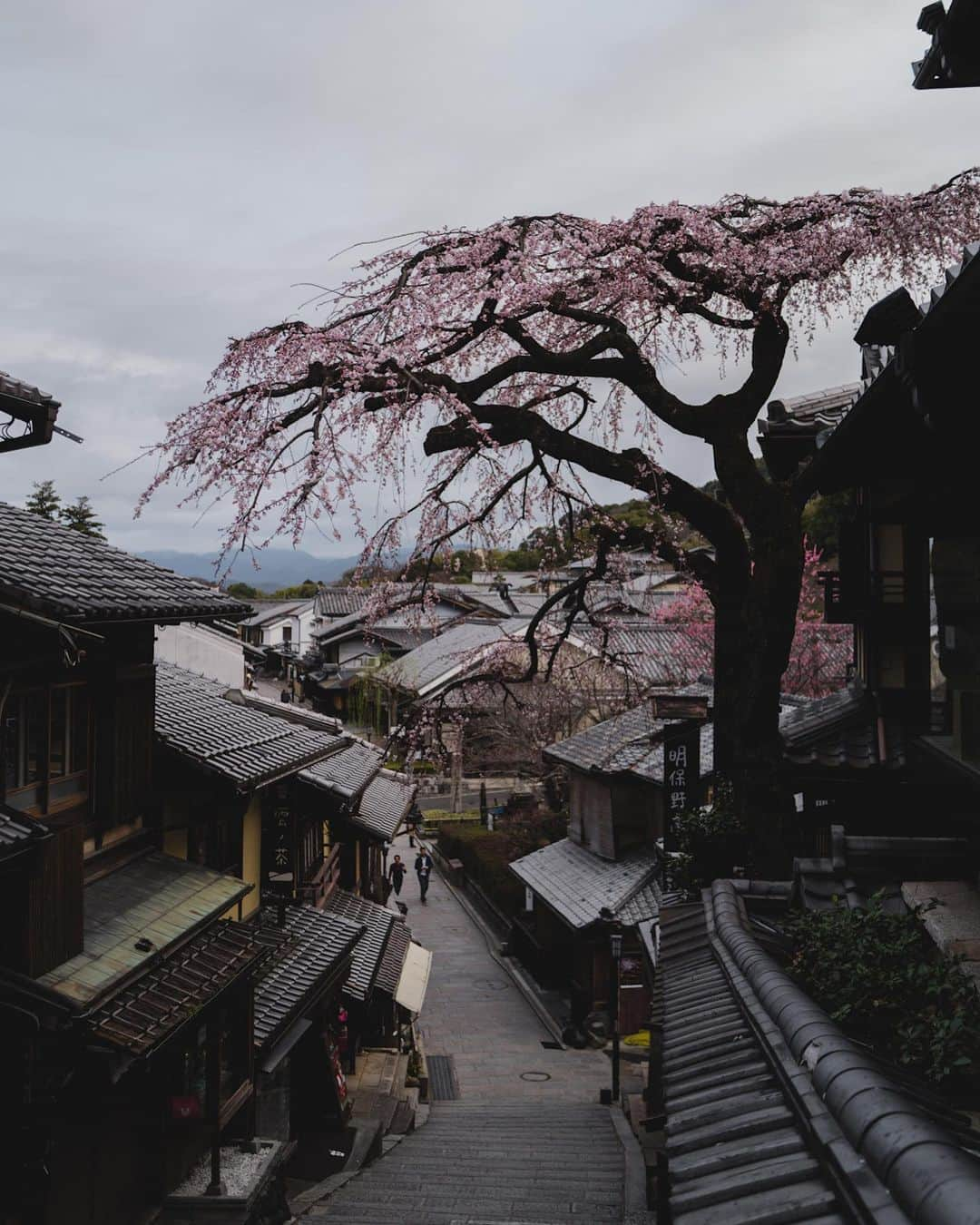 山口淳一さんのインスタグラム写真 - (山口淳一Instagram)「Blooming. 咲いてきてる。  #Japan #Kyoto #sakura #cherryblossom #日本 #桜 #京都」3月17日 8時08分 - junichi_yamaguchi