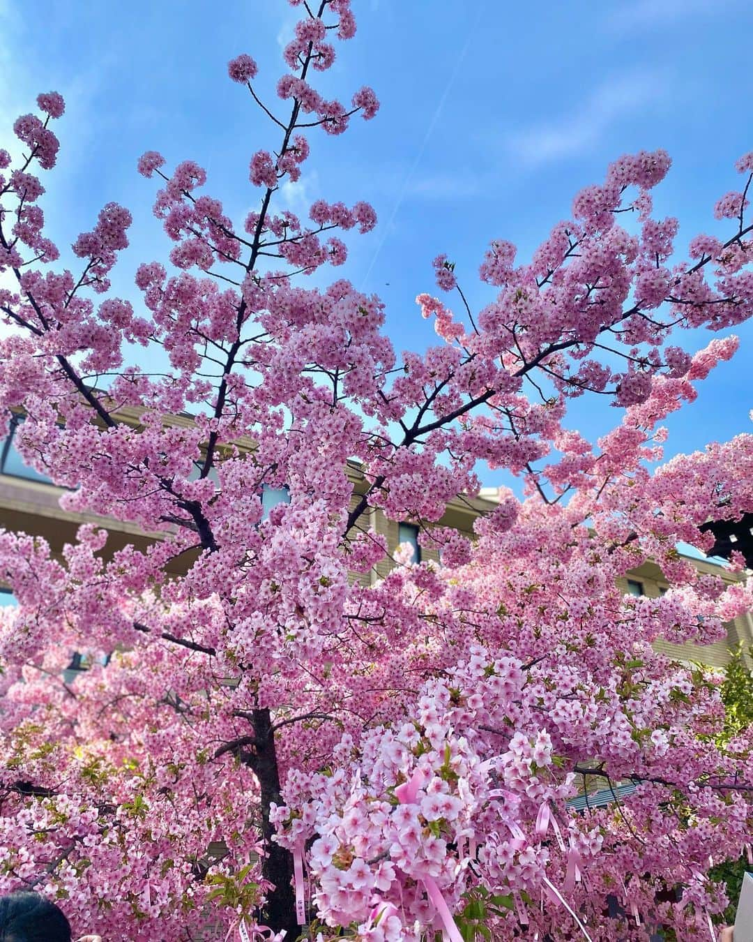 藤田りえさんのインスタグラム写真 - (藤田りえInstagram)「ソメイヨシノも徐々に開花し始めて春爛漫。 画像は河津桜やけども。ごめんやで。 ⁡ ⁡ 話変わって！！ 昨日WBC 対イタリア戦、観たーー？？ ⁡ ヒヤヒヤドキドキする場面もあったけど、勝利をおさめたね！やった！ 侍ジャパンおめでとう！ ⁡ 最後のヒーローインタビュー。 岡本選手とインタビュアーの息がぴったりすぎて漫才を見ているかのようだったわw 二人とも分かってるねー！！ ほんま最高です！  次回はデスターシャも見たいw！！ ⁡ #桜 #開花宣言 #wbc #ヒーローインタビュー #岡本和真選手 #最高です」3月17日 8時08分 - rie_fujita.ana