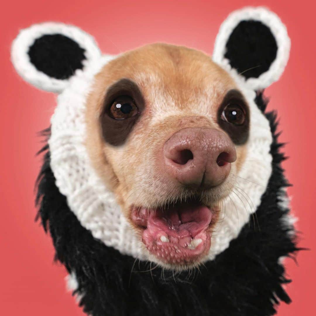 Tuna {breed:chiweenie} のインスタグラム：「Thank goodness for #nationalpandaday! Can you imagine this photo going to waste? I couldn’t bear it. 🐼」