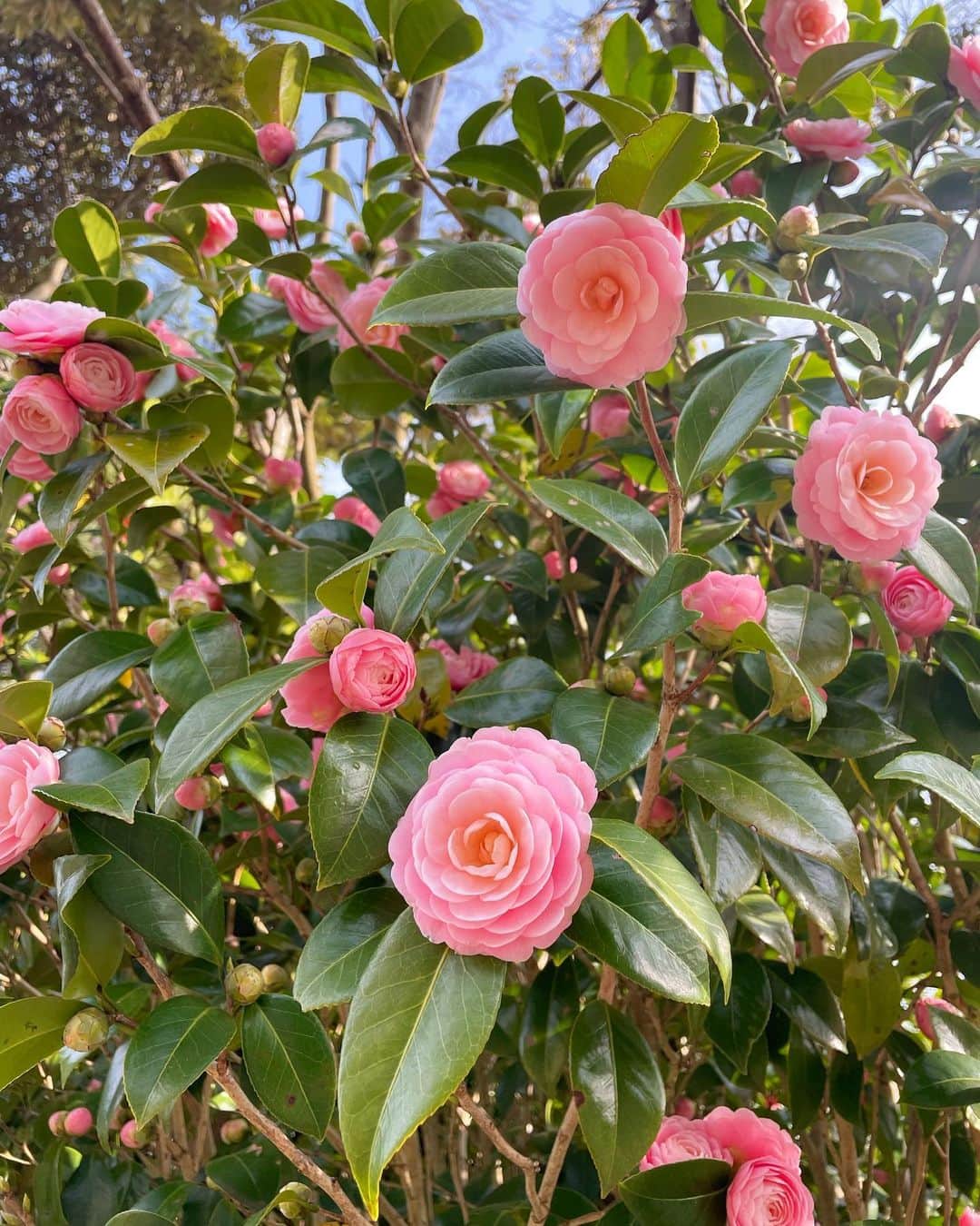 大谷由佳のインスタグラム：「お花撮りがち📸🏌️‍♀️ 今は椿が綺麗に咲いてて癒された〜〜これから桜が満開になる季節だね🌸 来週のゴルフも楽しみ〜  #ゴルフ #ゴルフ女子 #東京湾カントリークラブ」