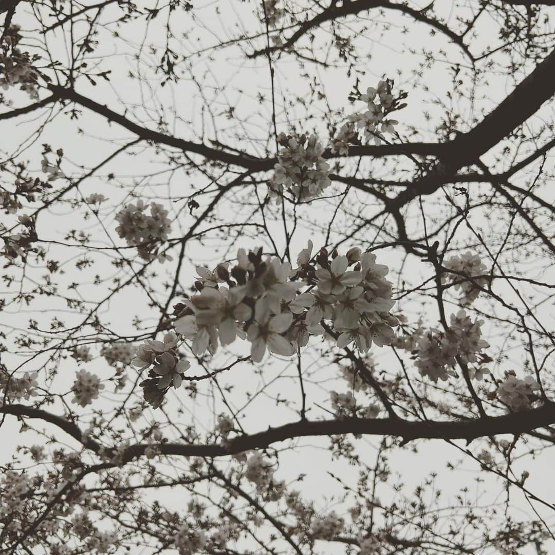 ミズノマリさんのインスタグラム写真 - (ミズノマリInstagram)「🌸 駅までの道のりは桜並木。 毎日お花見ができて幸せ☺️  今週末はお天気が悪いみたいだけど、 来週はお花見散歩が楽しめそうかな？ 🌸」3月17日 9時35分 - mari_mizuno