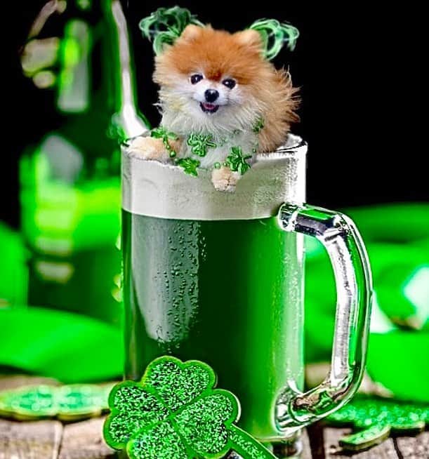 Monique&Gingerのインスタグラム：「My sweet Ginger girl makes the perfect green beer topping, doesn’t she?!🍺😅but her absolute fave is the Starbucks Shamrock puppuccino🐶🍀Me & my little leprechaun wishing everyone a Happy St Patrick’s Day🎩💚」