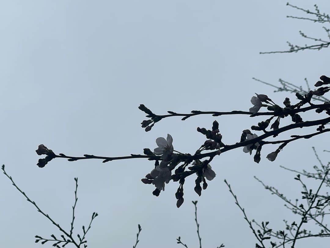 樹里咲穂さんのインスタグラム写真 - (樹里咲穂Instagram)「桜咲いて来たねぇ🌸 曇り空だから白黒写真みたいになっちゃった📸」3月17日 10時13分 - juripyon1028
