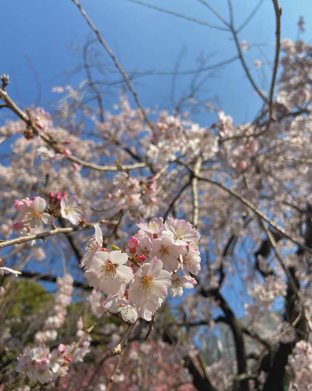 南琴里のインスタグラム：「桜咲いた🌸 . 満開までは、もうちょっと💭 . . #桜 #開花宣言 #上野 #桜並木 #お花見したい」