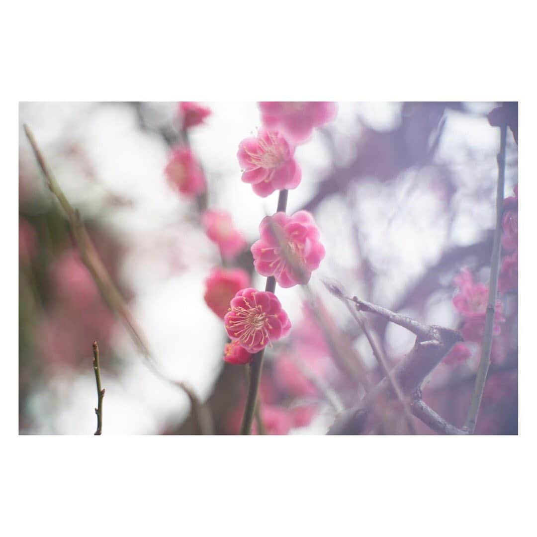 藤代冥砂さんのインスタグラム写真 - (藤代冥砂Instagram)「今年ほど、梅に華やいだことはなかった。 沖縄暮らしが長かったせいもあって、梅の蕾が膨らんで、花が咲き、花びらを地面に落とすまでの移ろいは、季節のそれそのもので、揺蕩うような日々であった。その変化に感情を置かず、淡々と眺められたことは、贅沢でもあった。梅の花の小ささに、数えきれないほどはっとした如月、弥生じゃったの。  #梅」3月17日 10時37分 - meisafujishiro